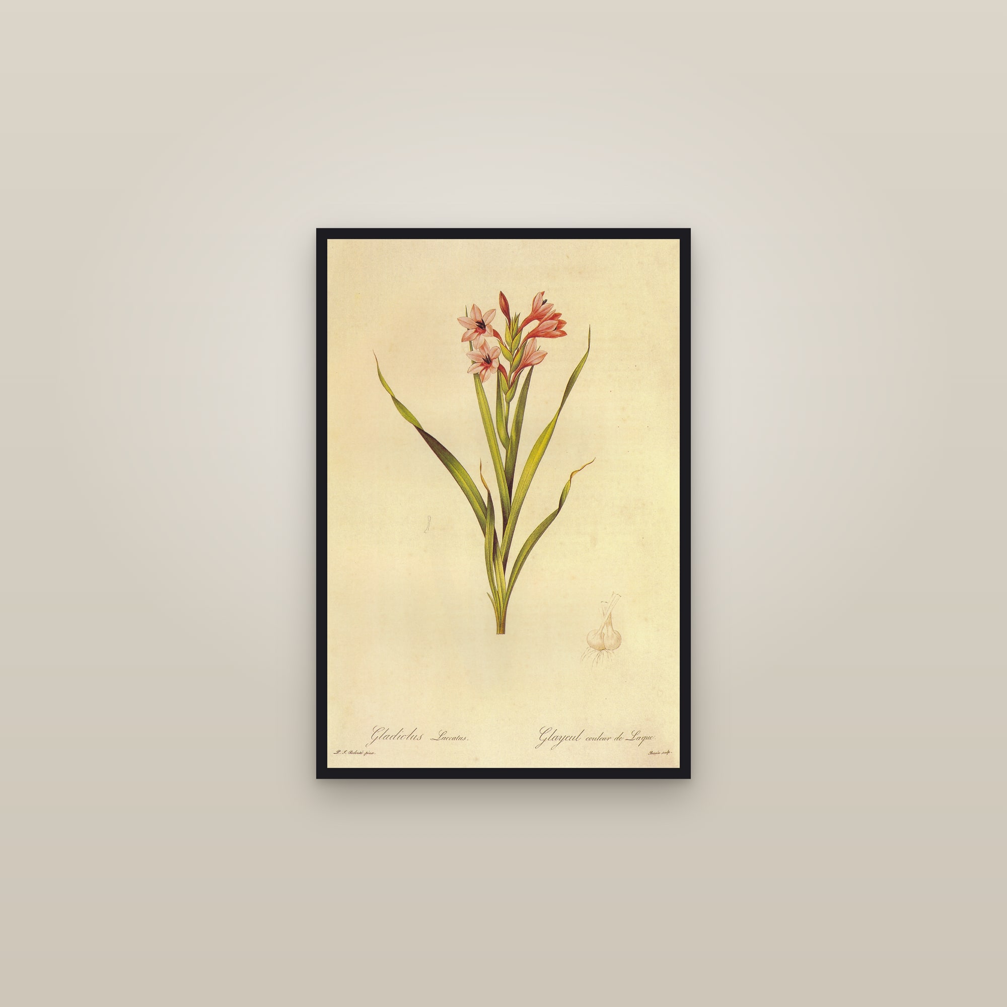 Bugle Lily — framed in a gallery setting