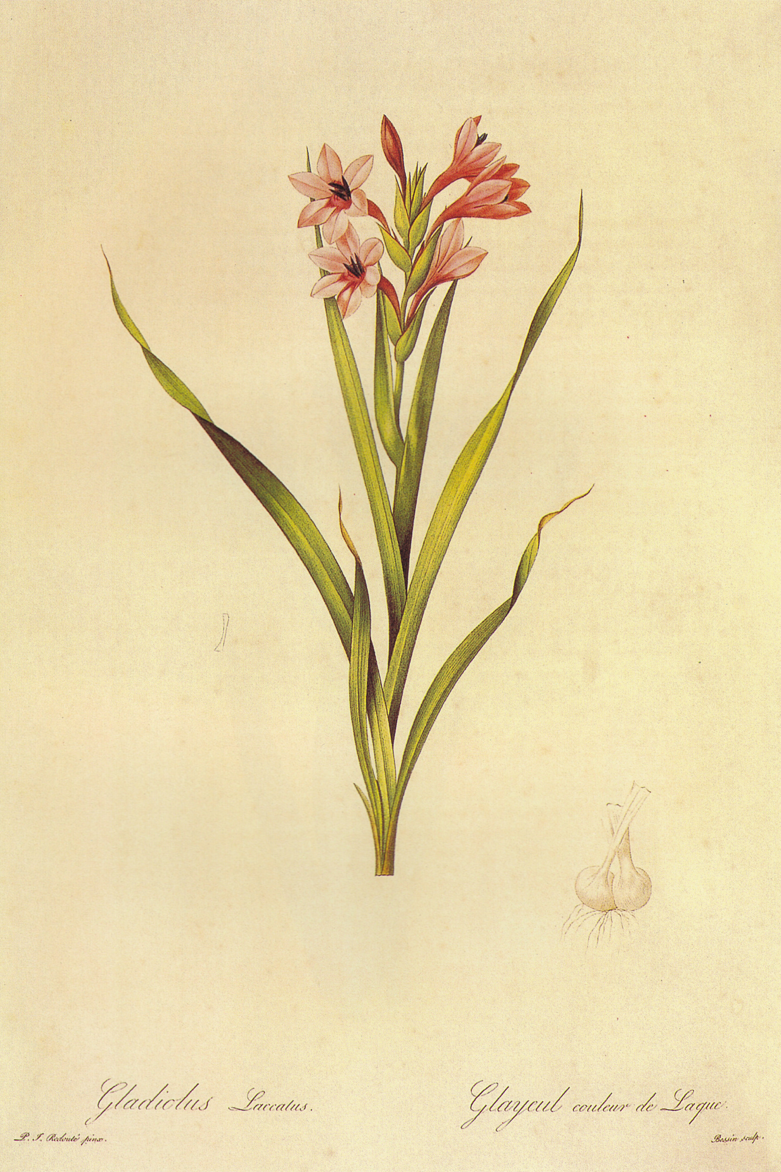 Bugle Lily