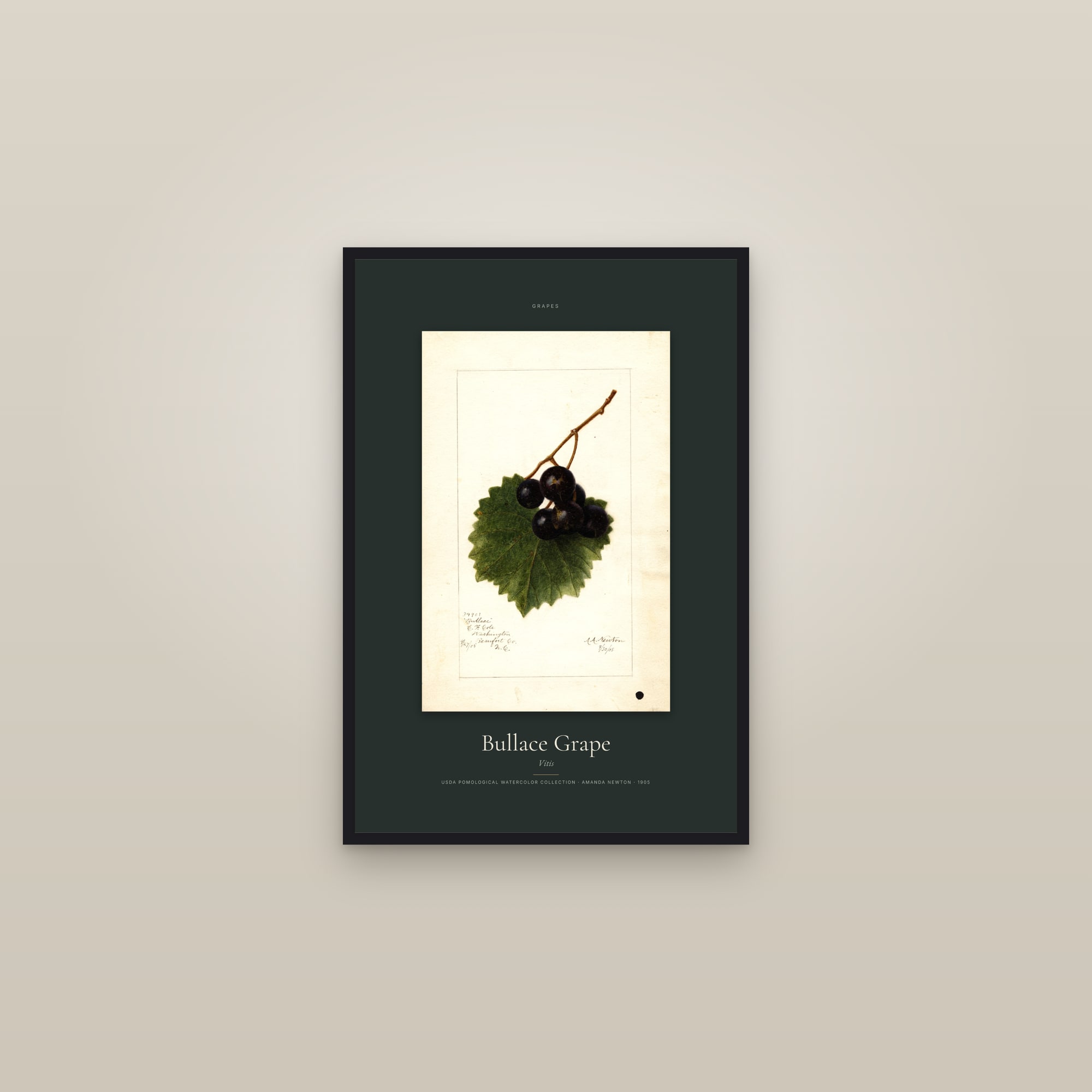 Bullace Grape — Specimen — framed in a gallery setting