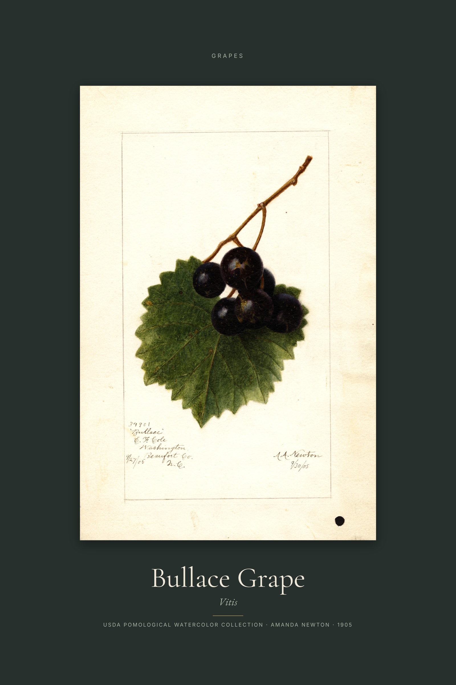 Bullace Grape — Specimen
