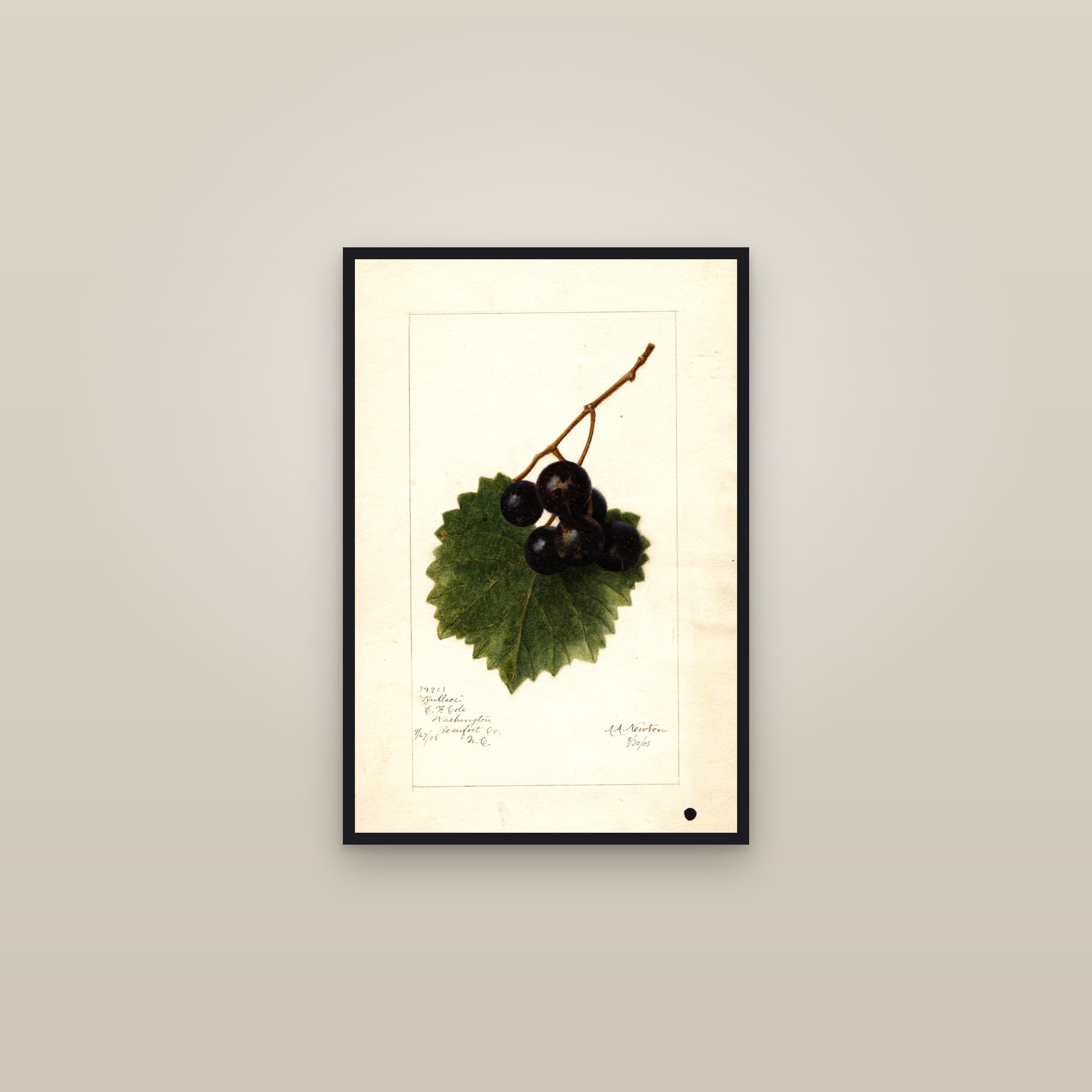 Bullace Grape — framed in a gallery setting