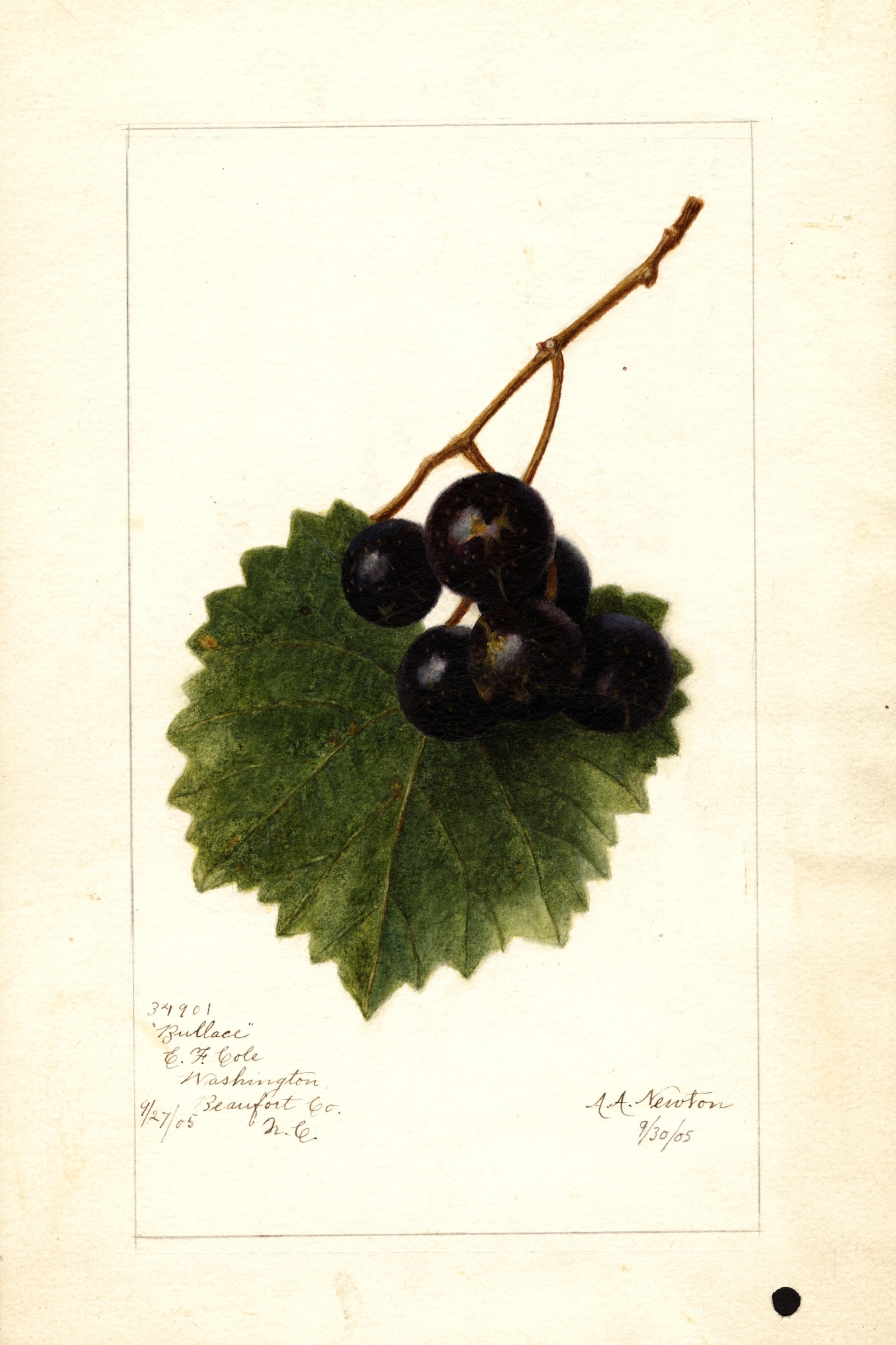 Bullace Grape