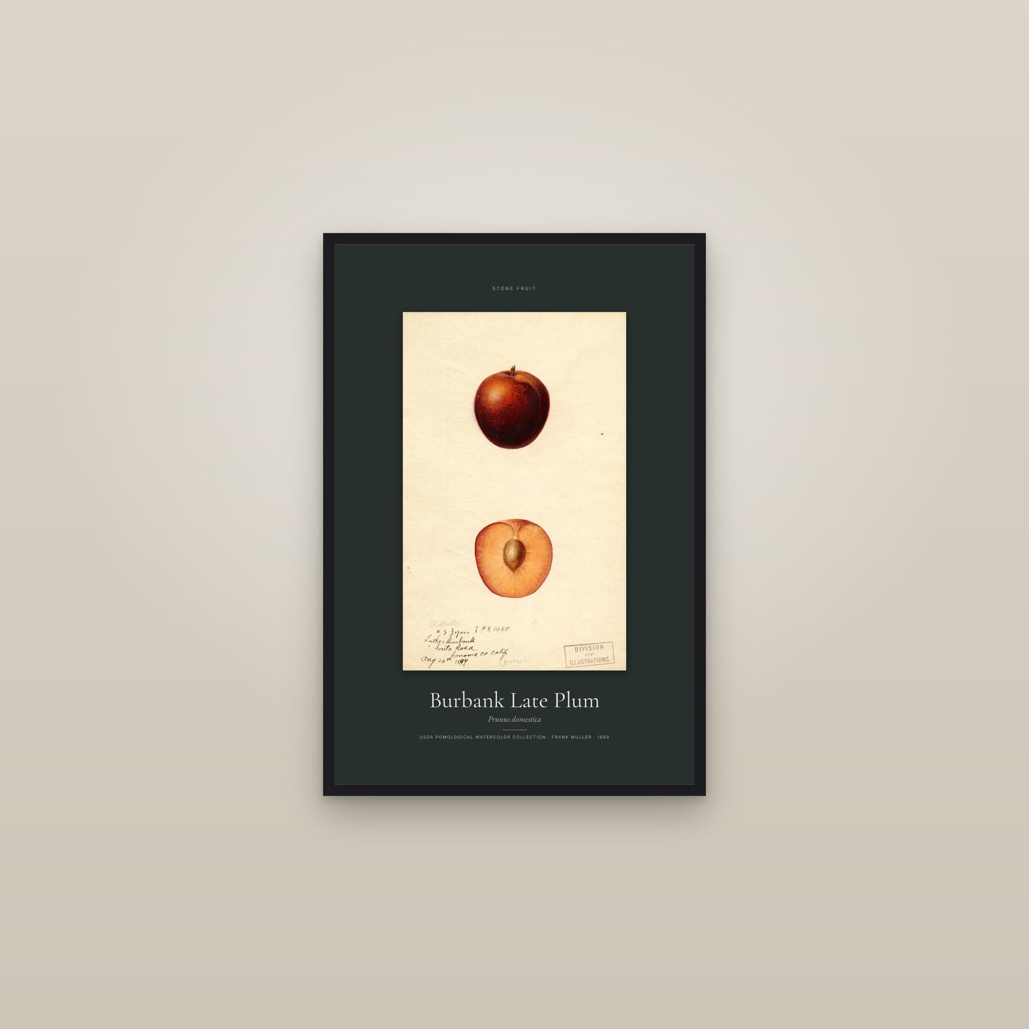 Burbank Late Plum — Specimen — framed in a gallery setting