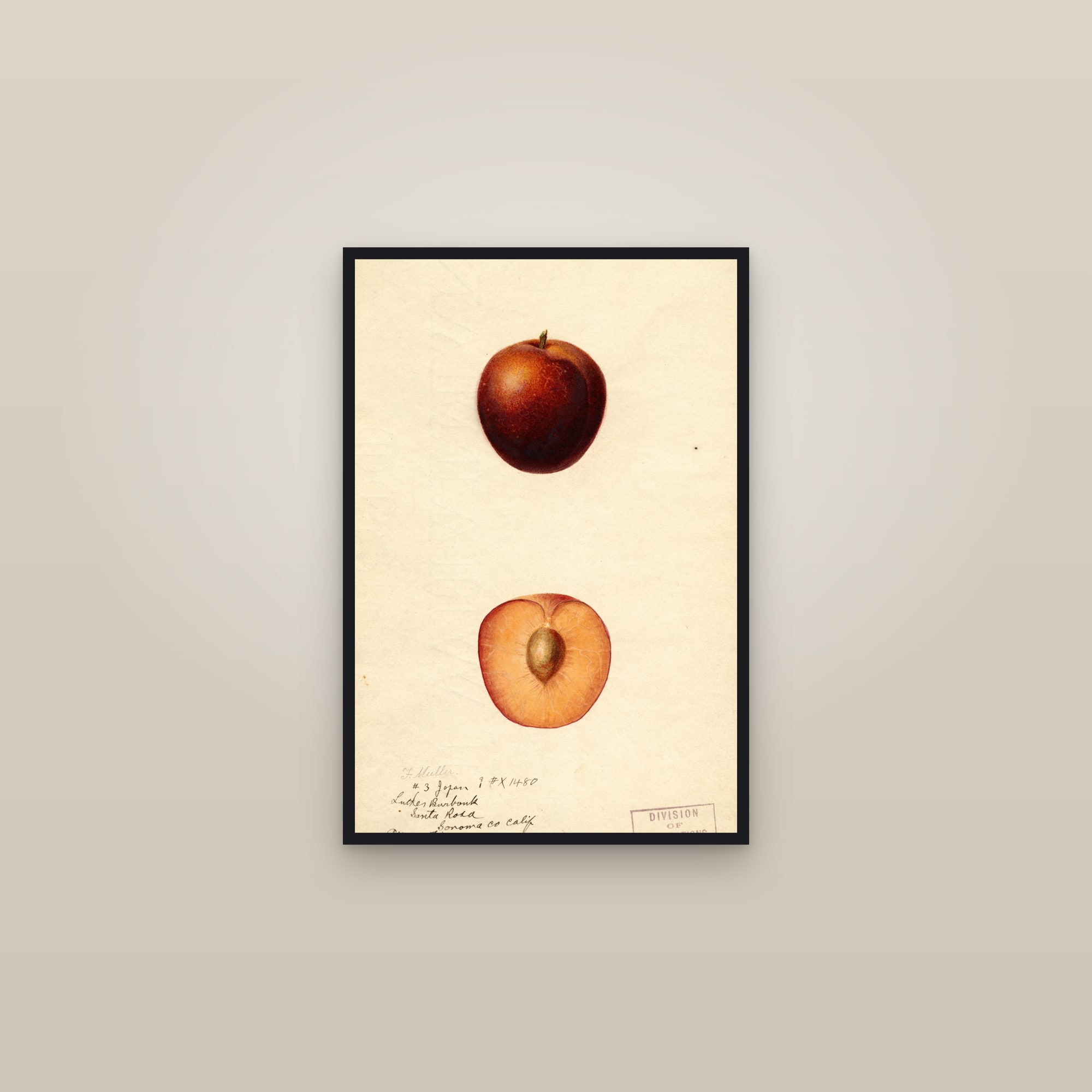 Burbank Late Plum — framed in a gallery setting