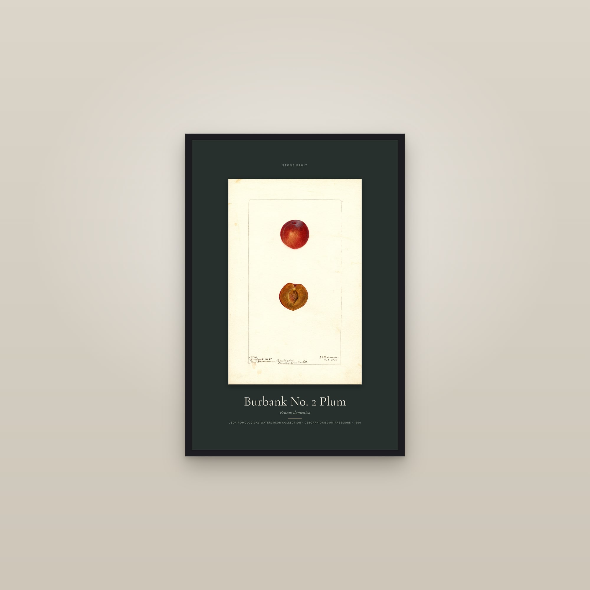 Burbank No. 2 Plum — Specimen — framed in a gallery setting