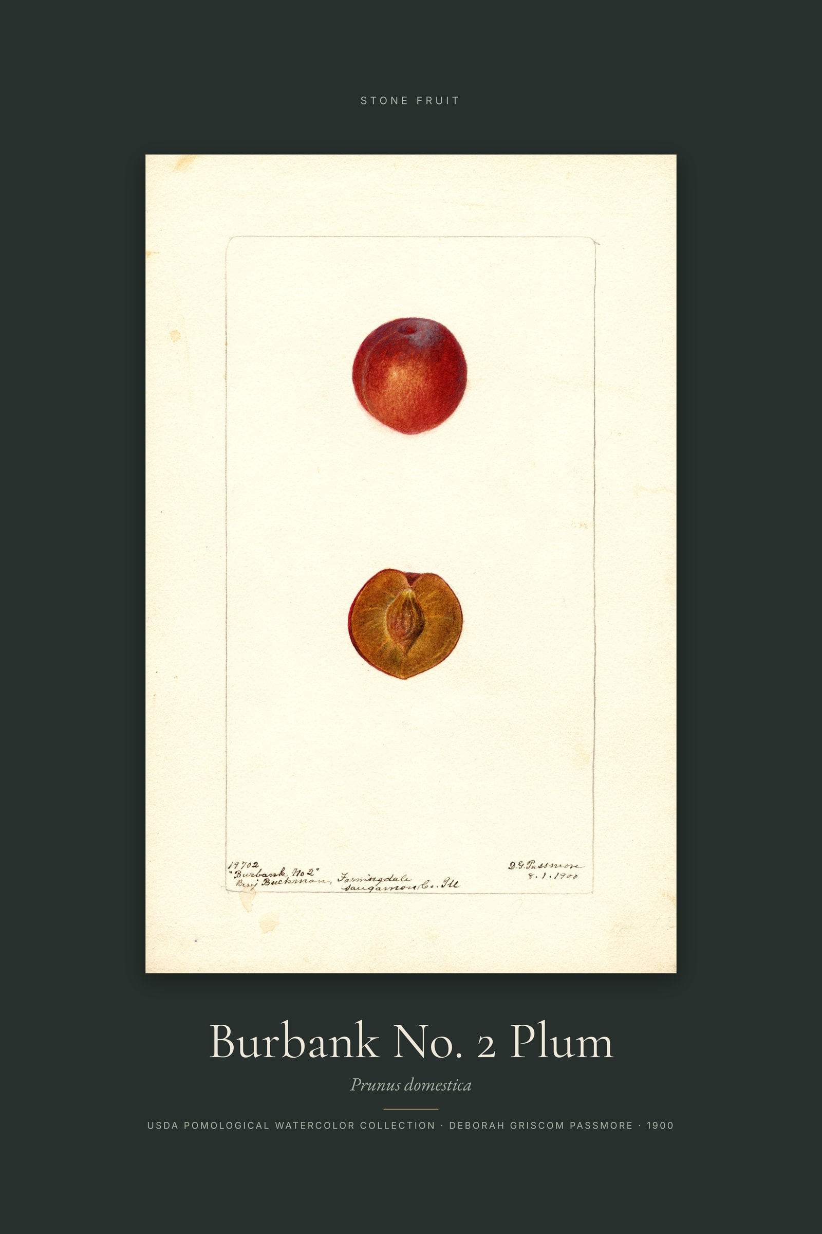 Burbank No. 2 Plum — Specimen