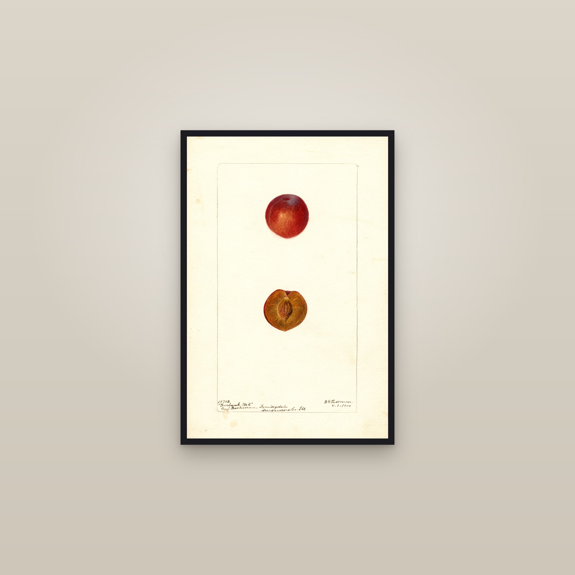 Burbank No. 2 Plum — framed in a gallery setting