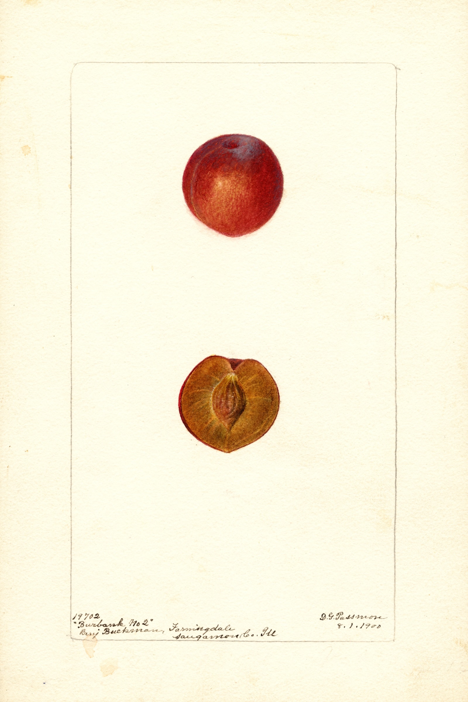 Burbank No. 2 Plum