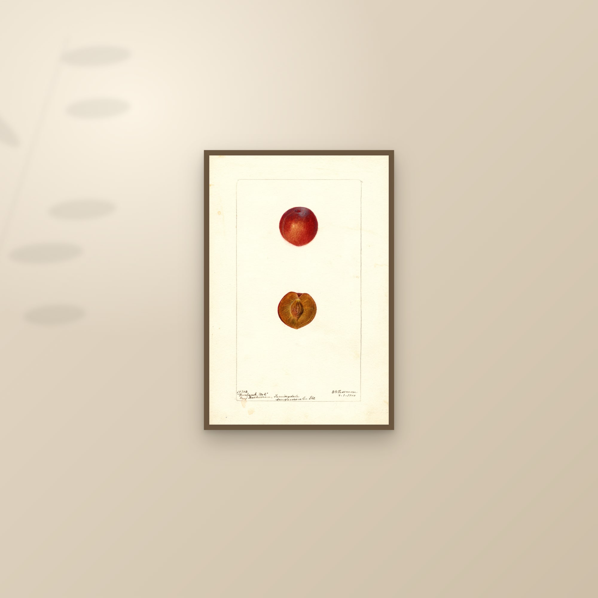 Burbank No. 2 Plum — framed and styled on a sunlit wall