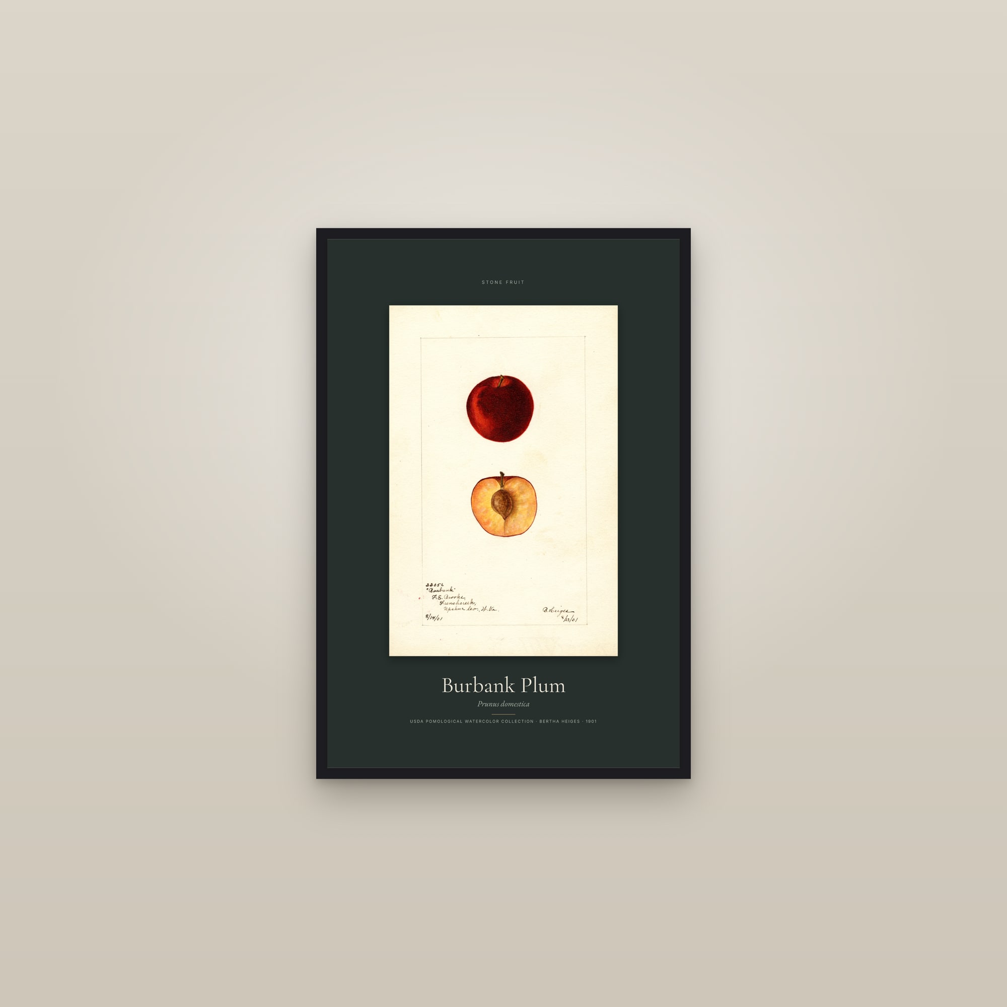 Burbank Plum — Specimen — framed in a gallery setting