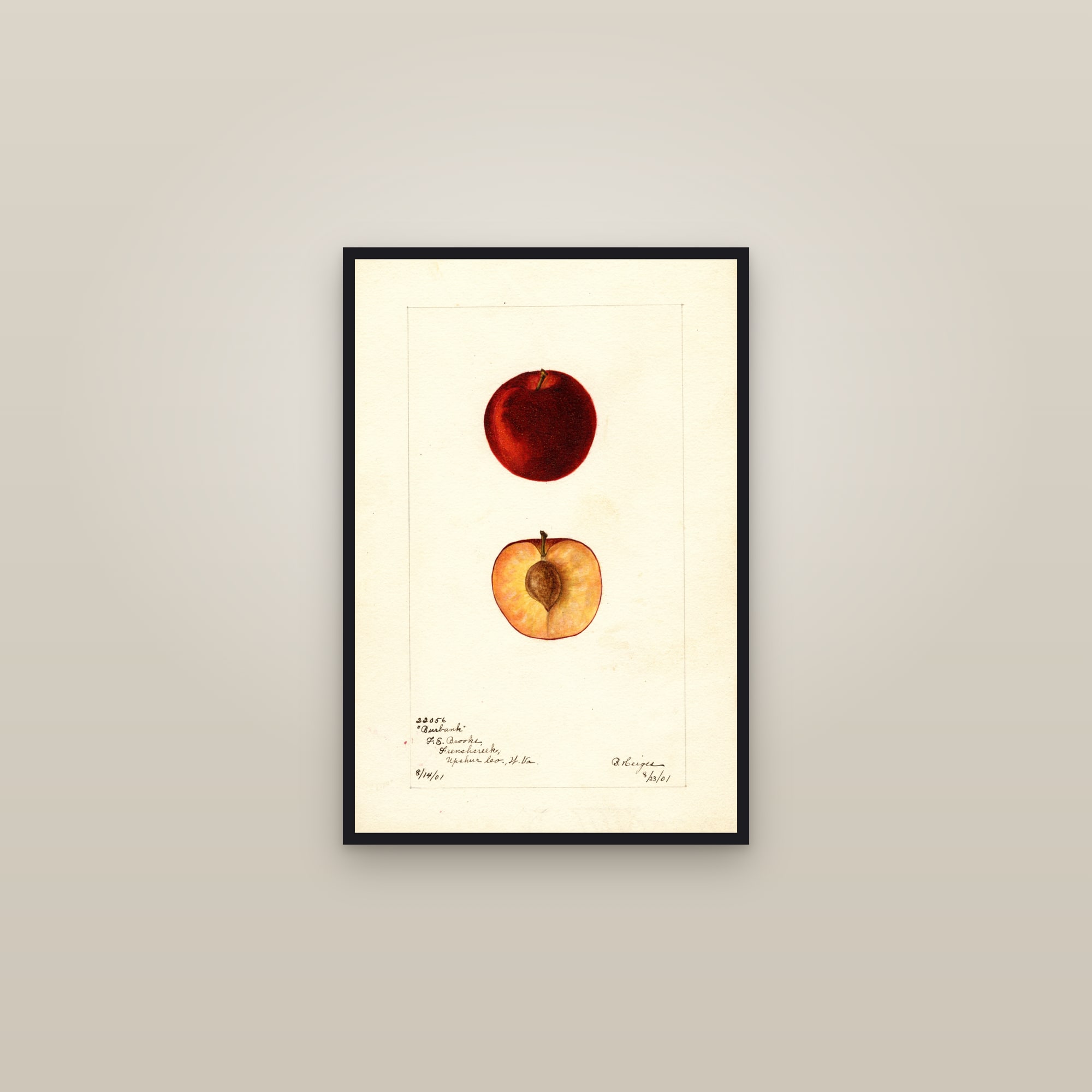 Burbank Plum — framed in a gallery setting