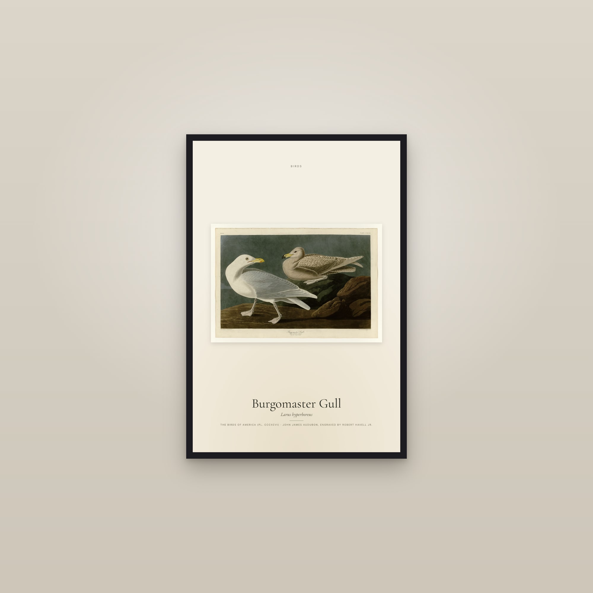 Burgomaster Gull — framed in a gallery setting