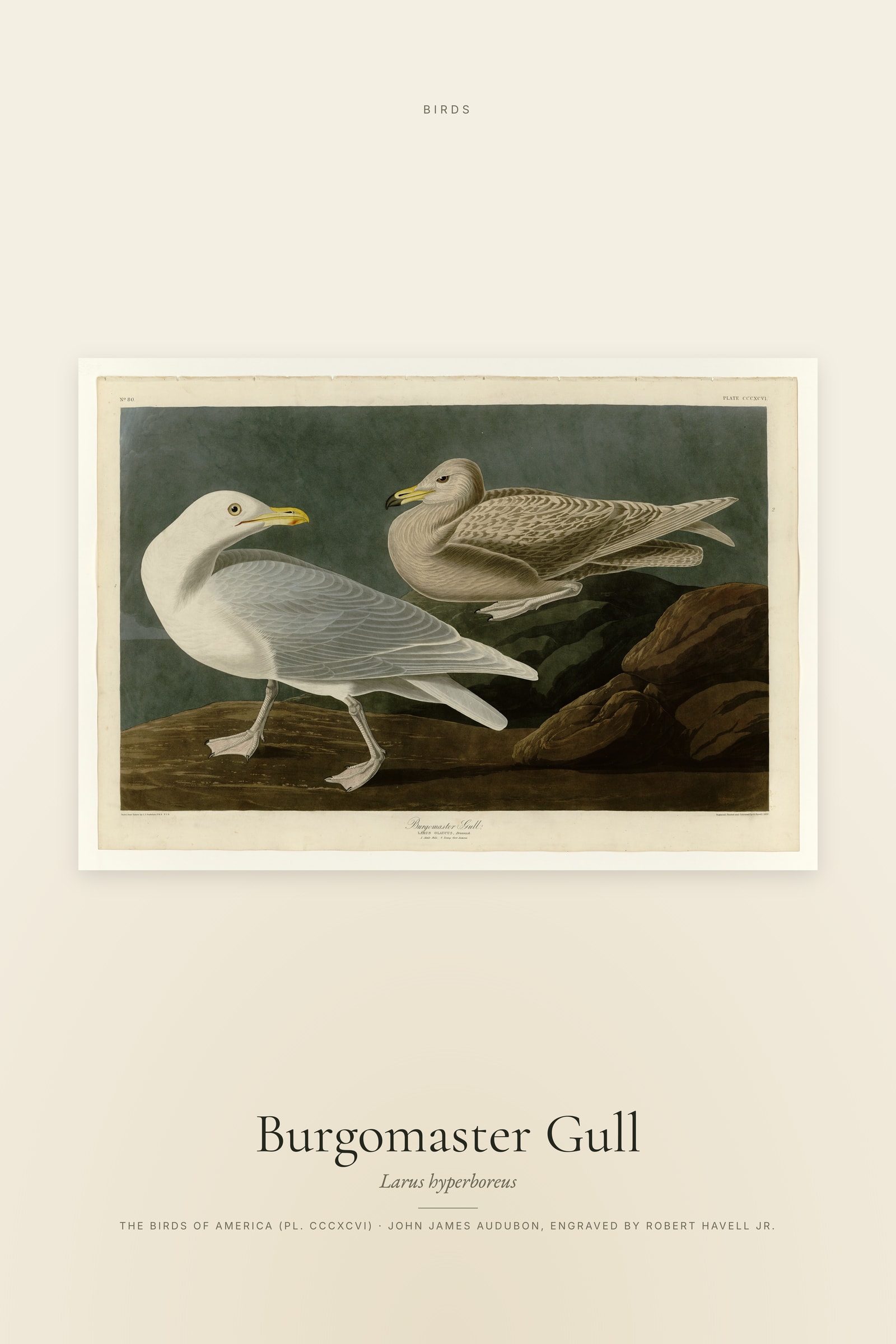 Burgomaster Gull