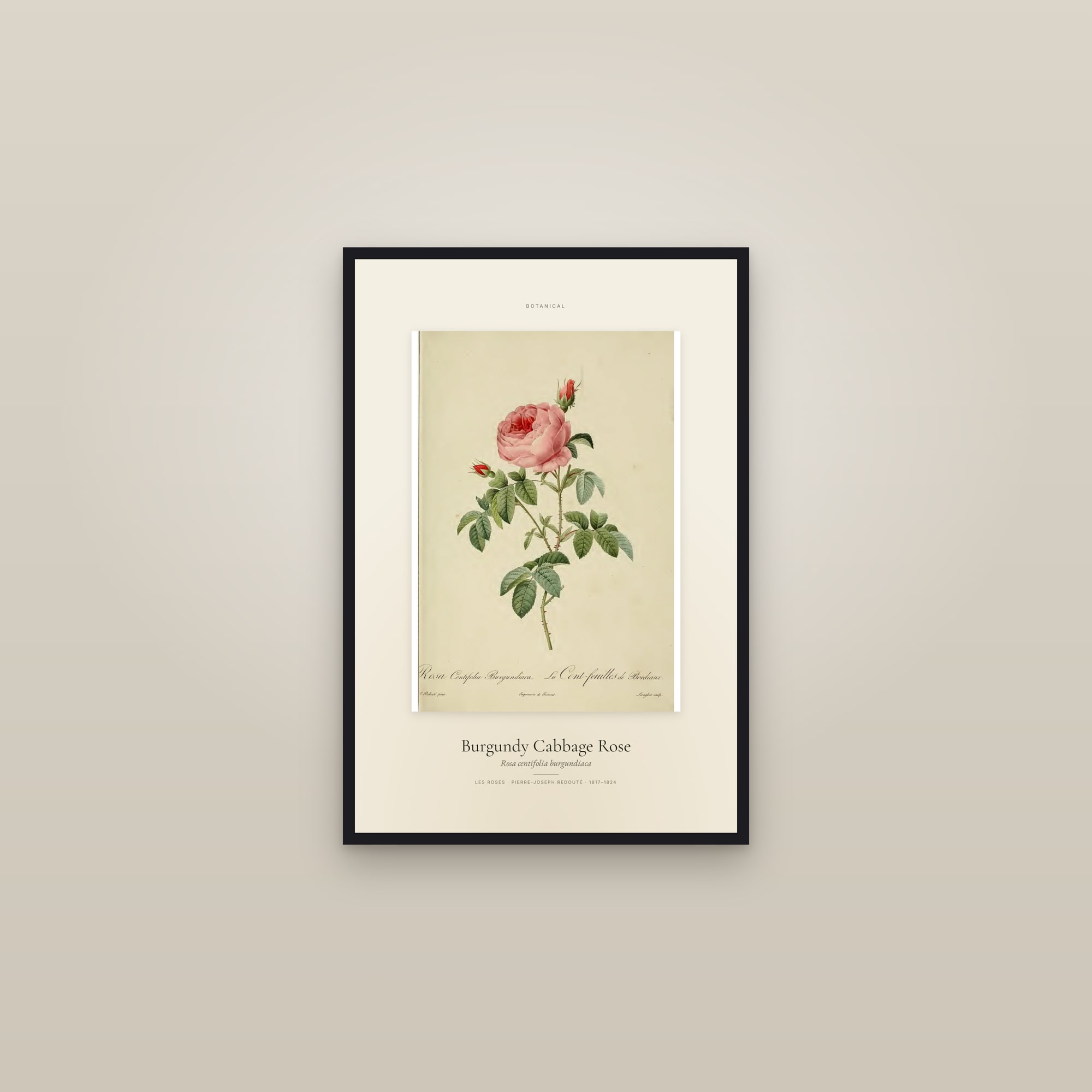 Burgundy Cabbage Rose — Specimen