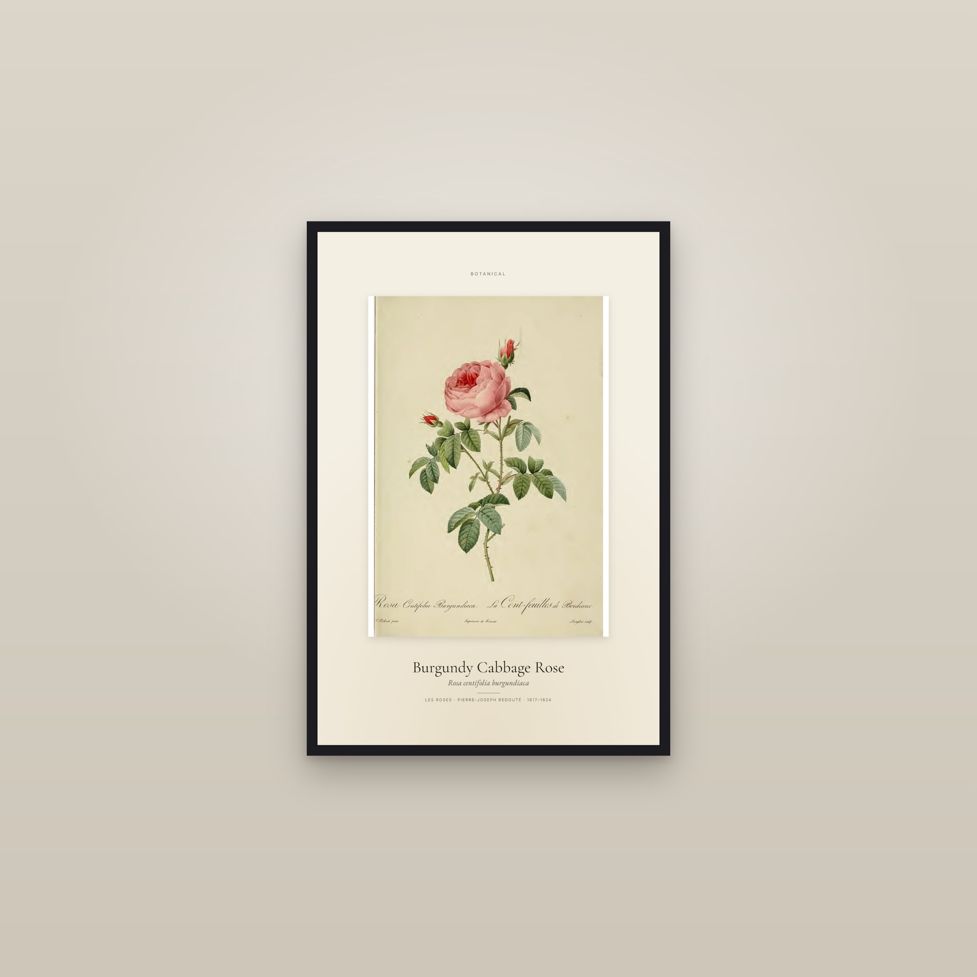 Burgundy Cabbage Rose — Specimen — framed in a gallery setting