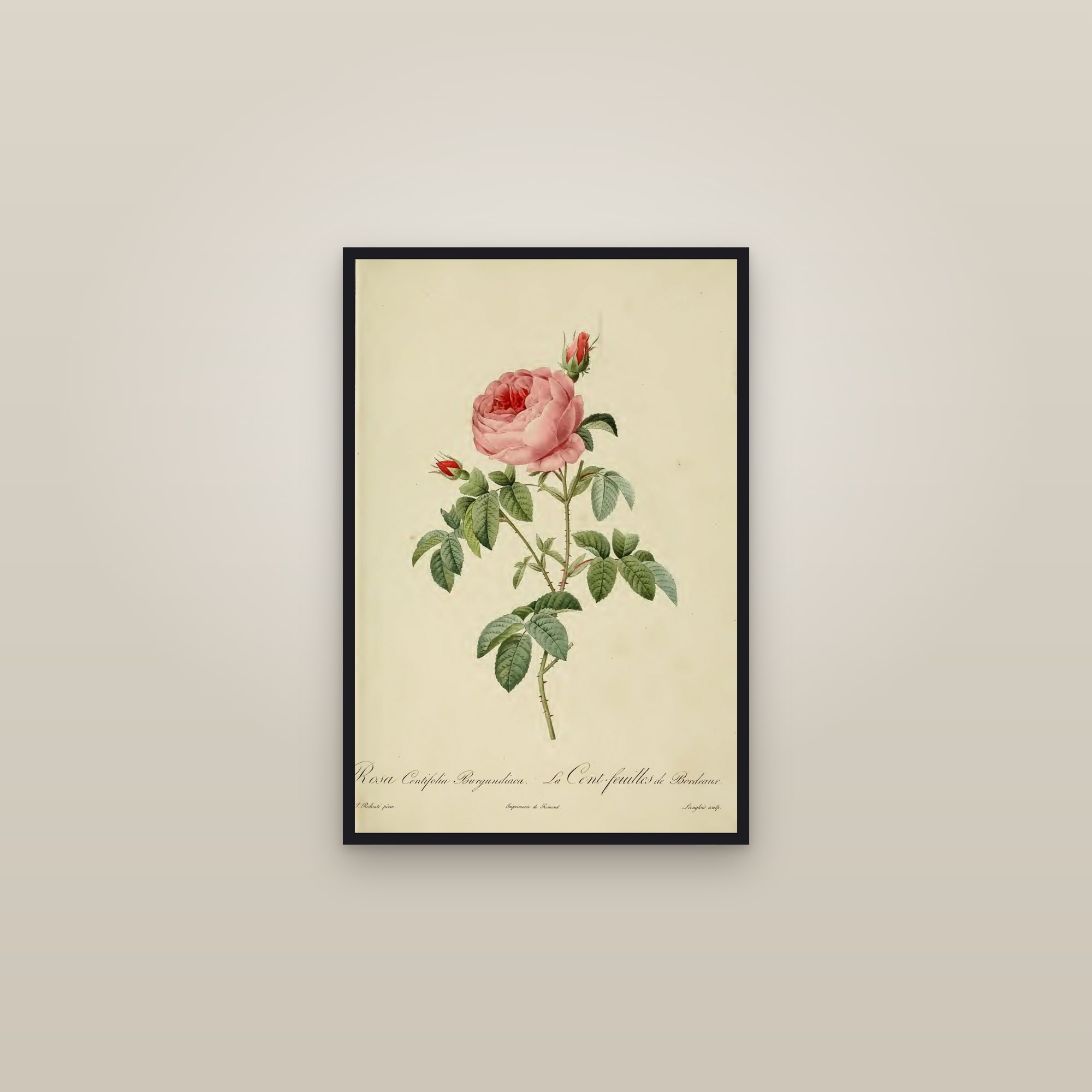 Burgundy Cabbage Rose — framed in a gallery setting