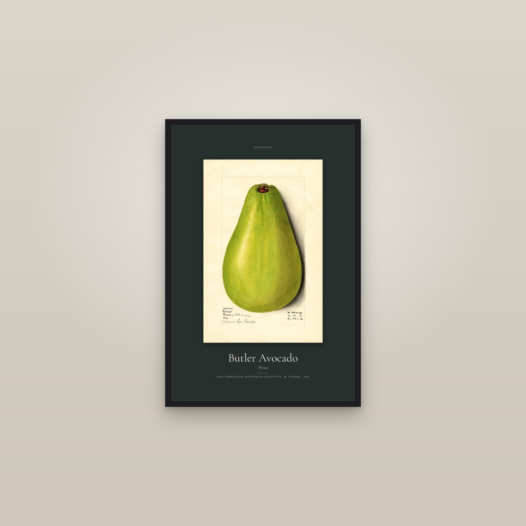 Butler Avocado — Specimen — framed in a gallery setting