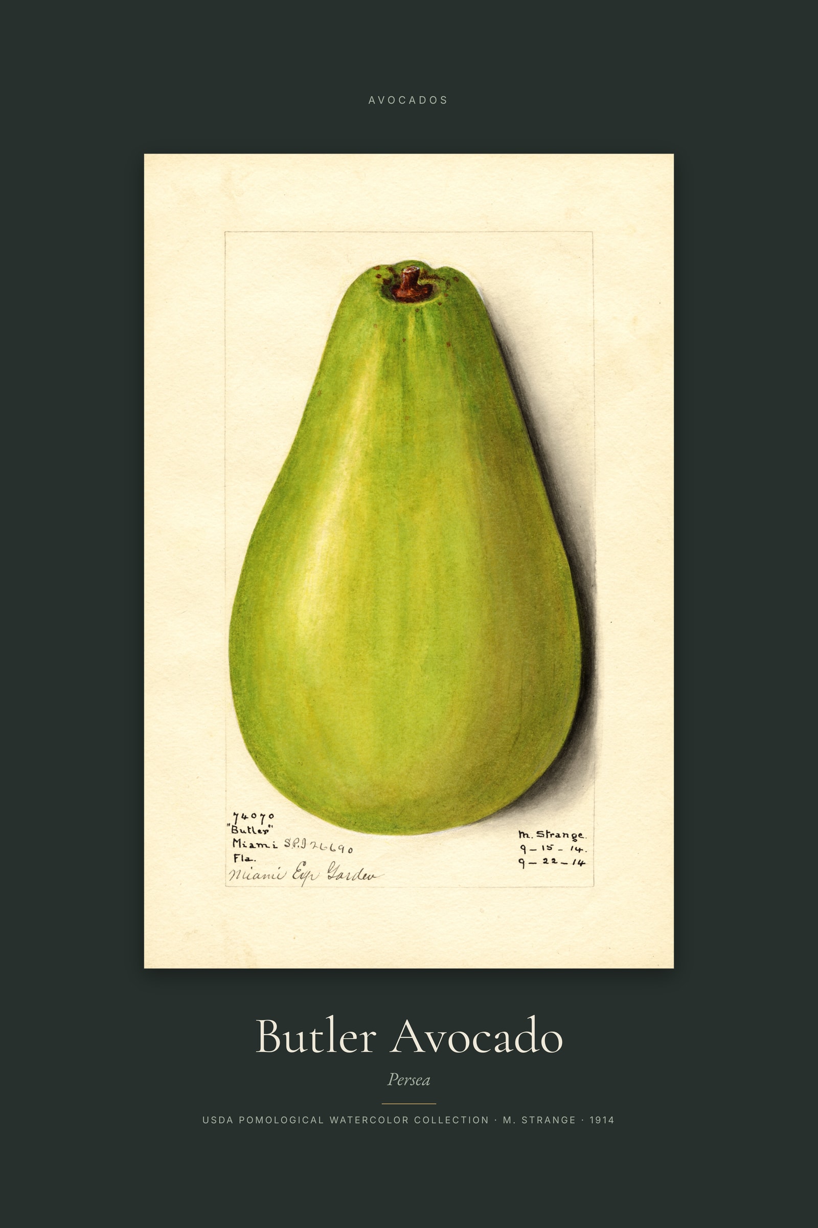 Butler Avocado — Specimen