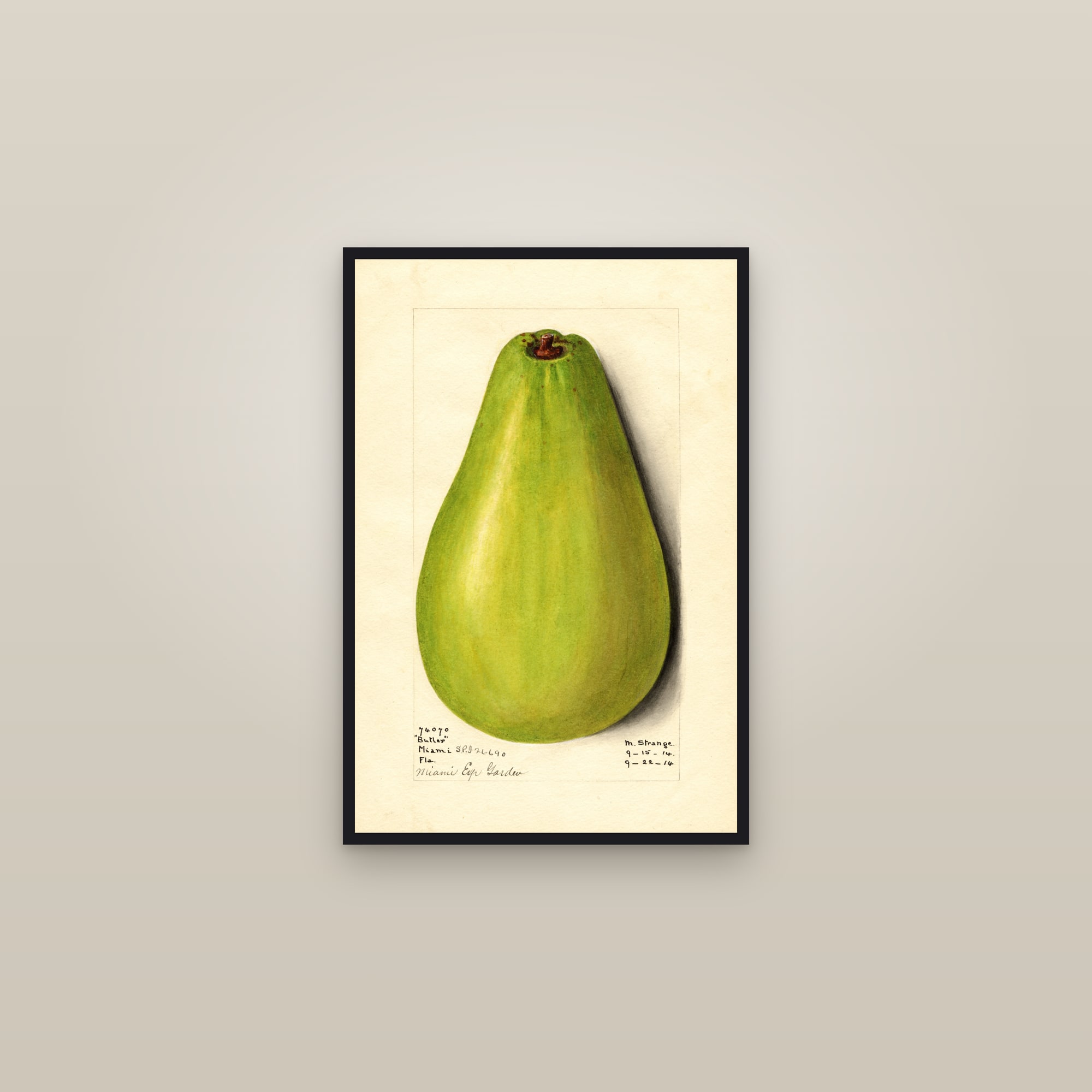 Butler Avocado — framed in a gallery setting