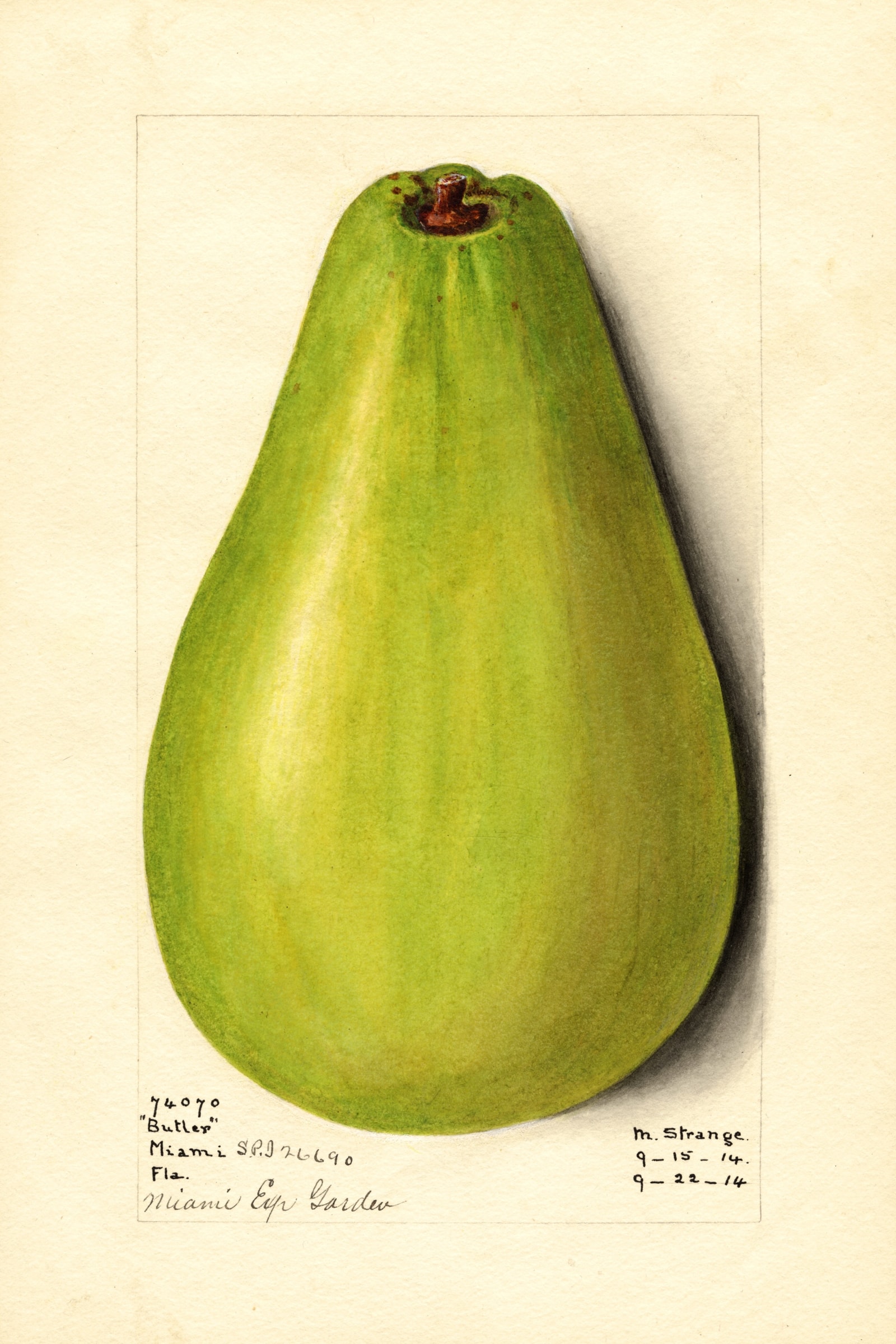 Butler Avocado