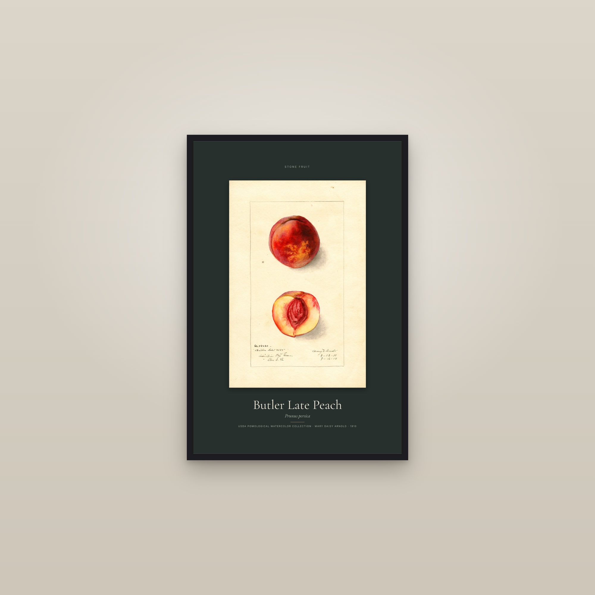 Butler Late Peach — Specimen — framed in a gallery setting