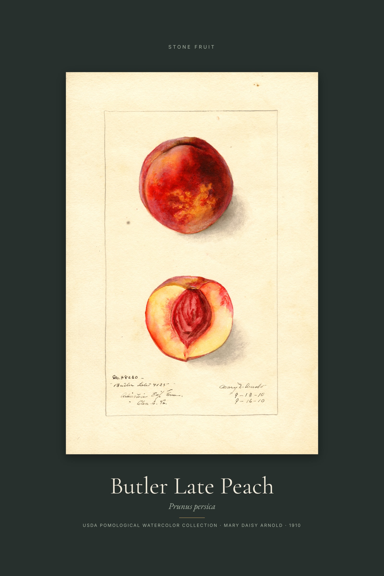 Butler Late Peach — Specimen