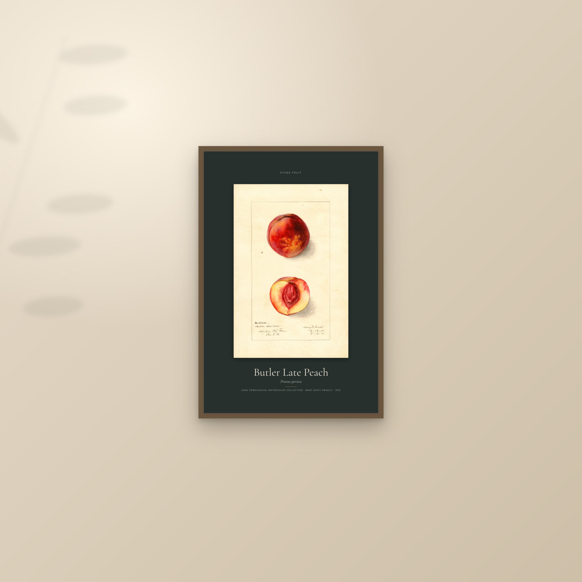 Butler Late Peach — Specimen — framed and styled on a sunlit wall