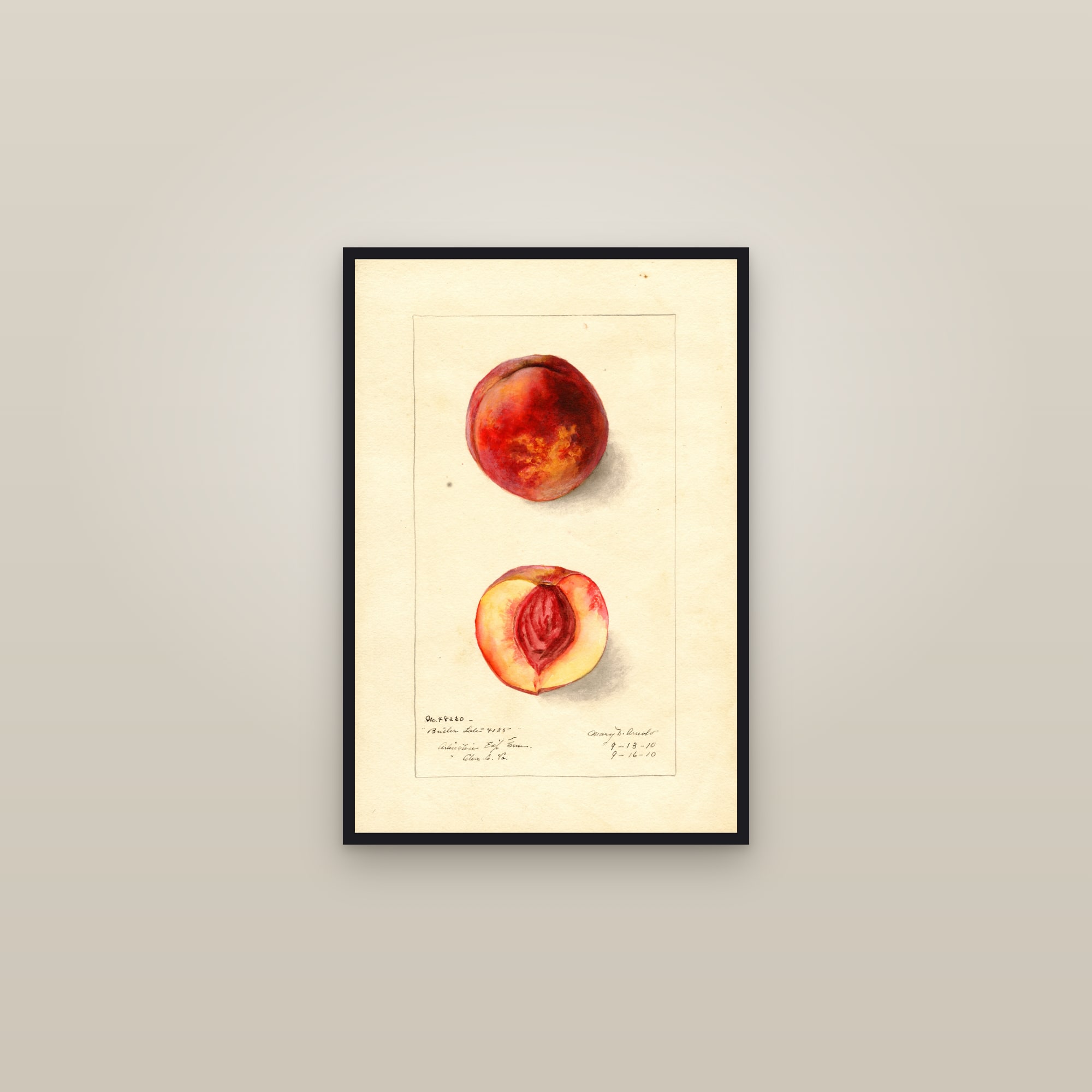 Butler Late Peach — framed in a gallery setting