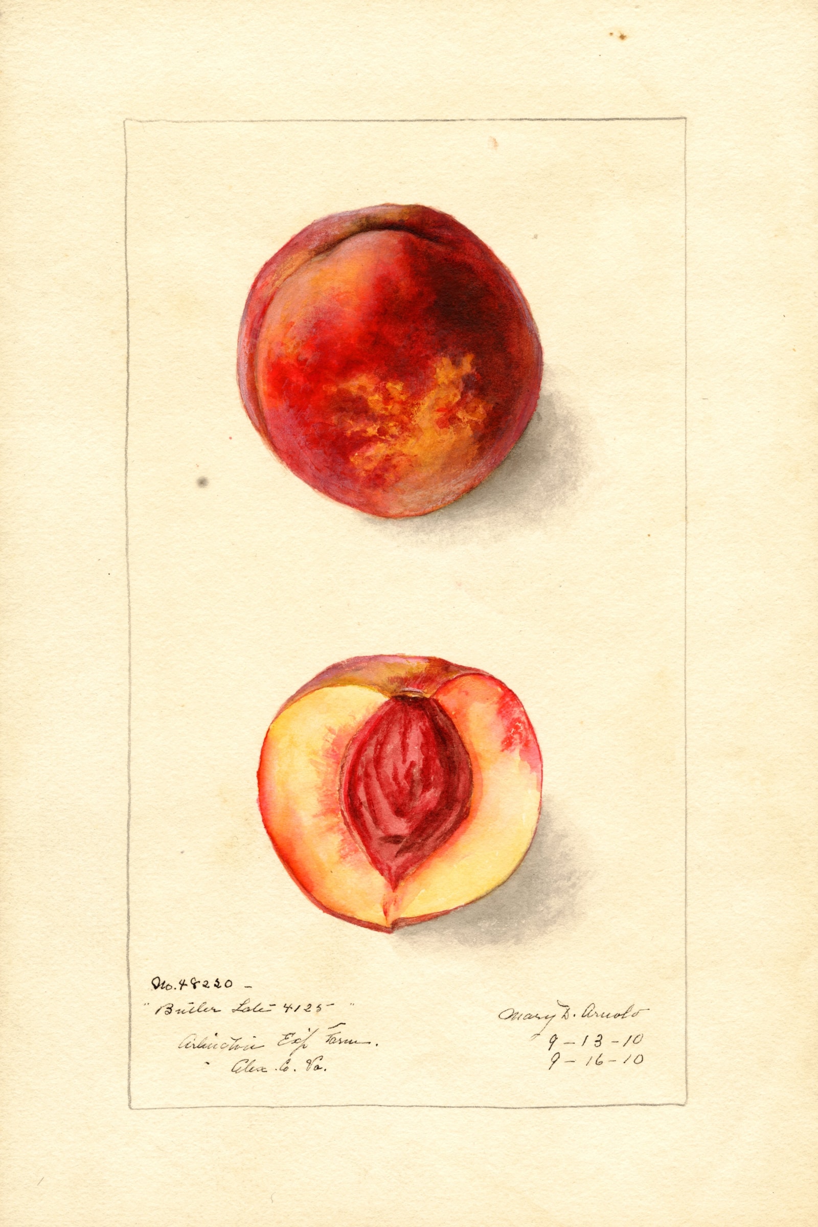 Butler Late Peach