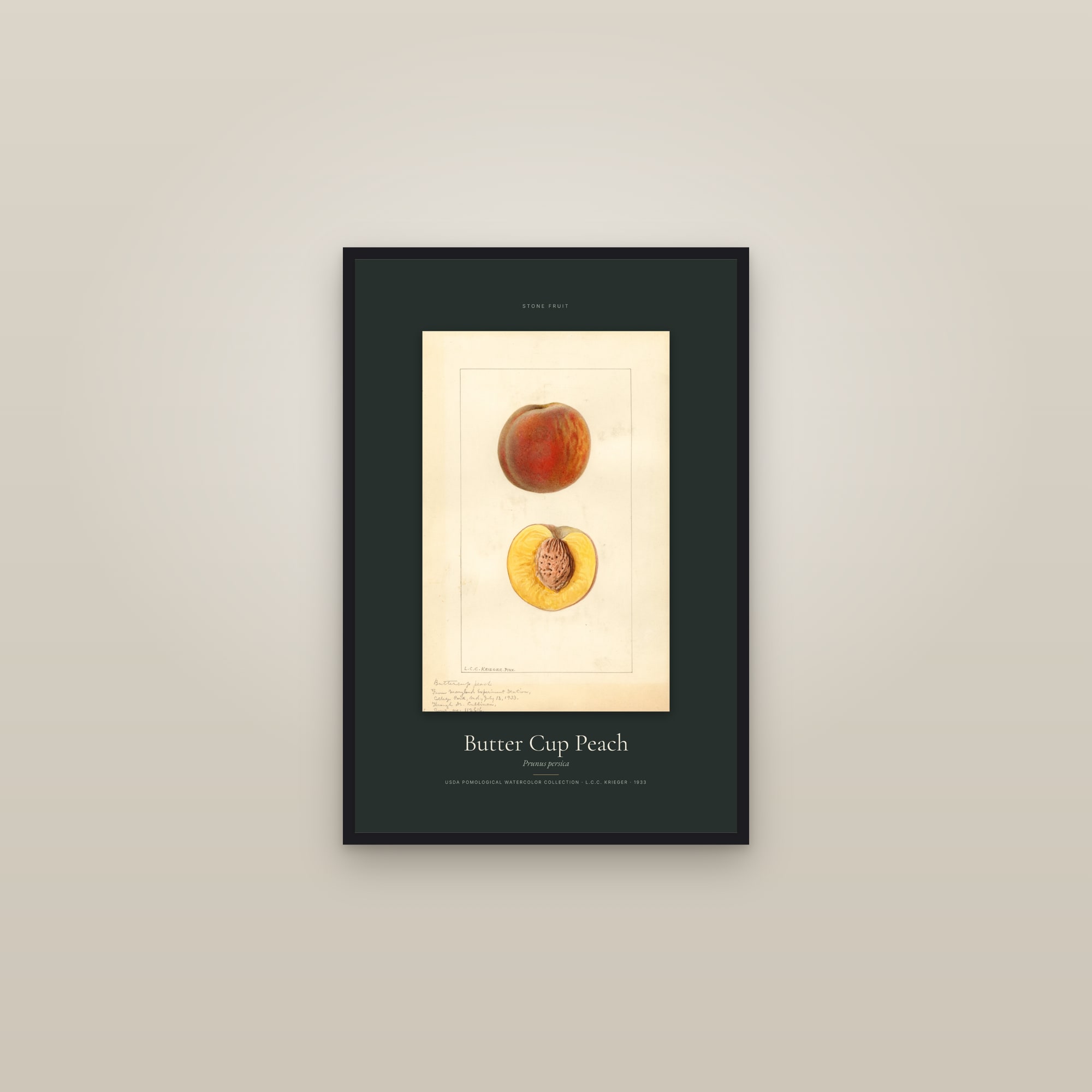 Butter Cup Peach — Specimen — framed in a gallery setting