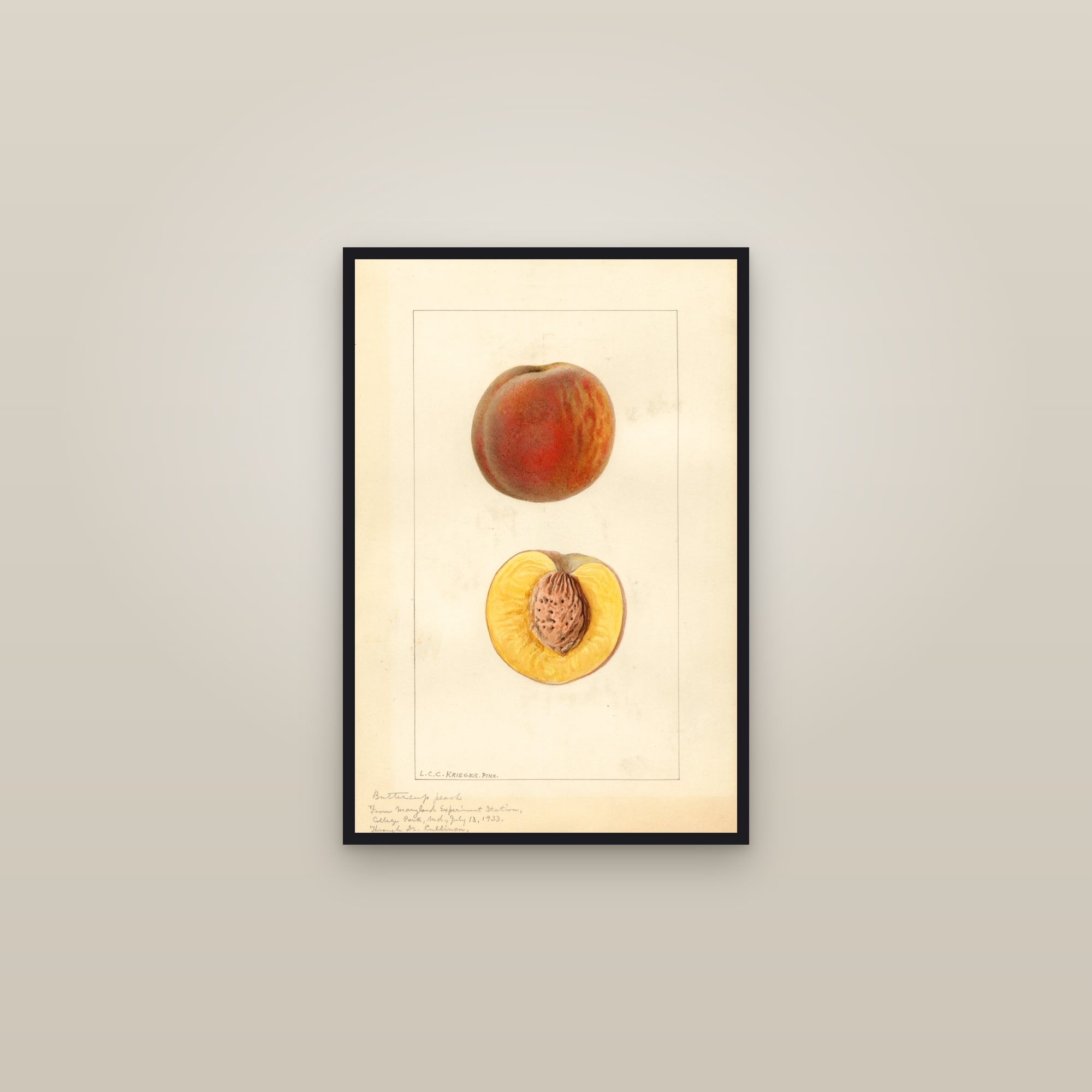 Butter Cup Peach — framed in a gallery setting