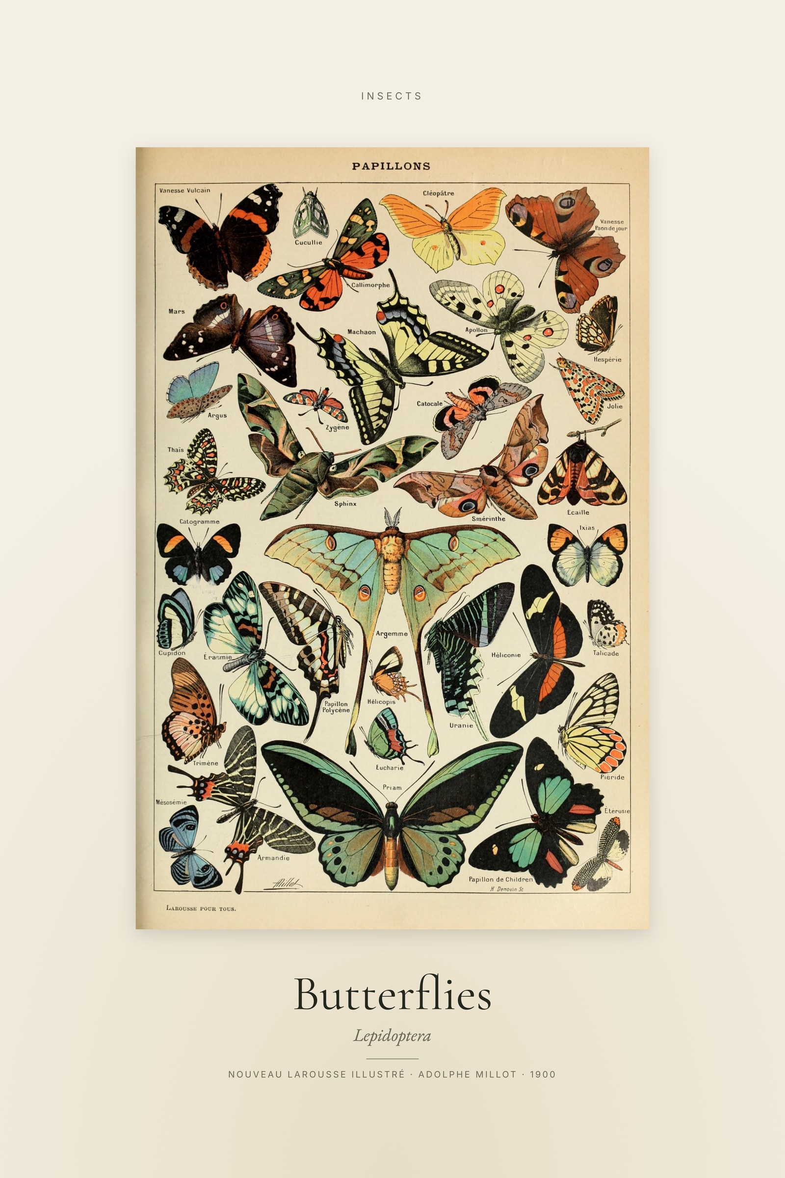 Butterflies — Specimen