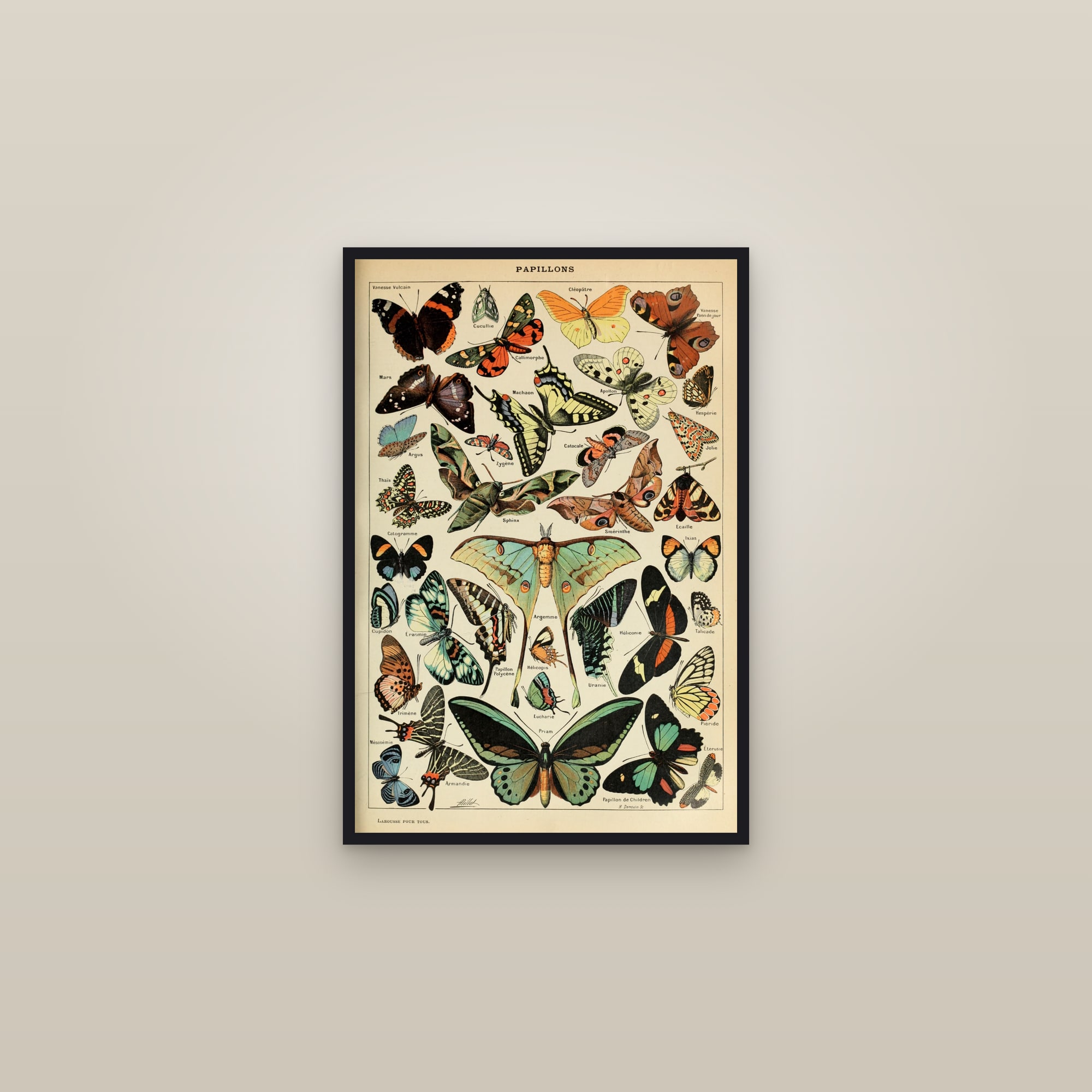 Butterflies — framed in a gallery setting