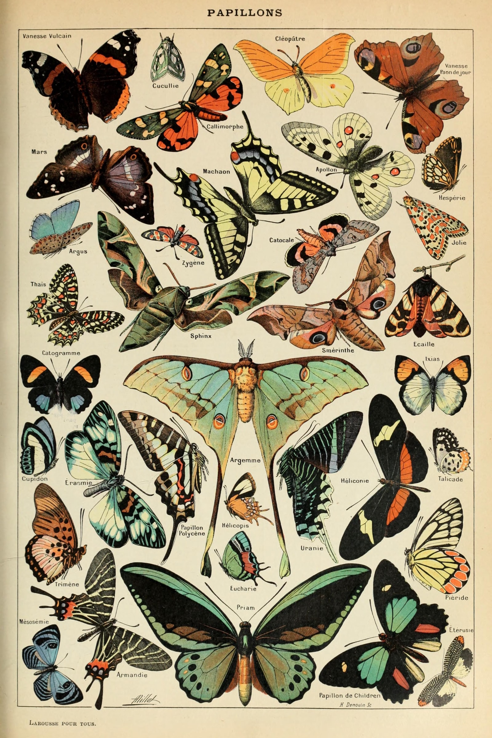 Butterflies