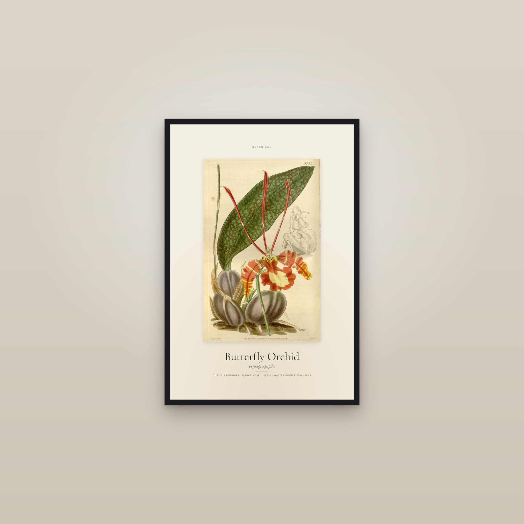 Butterfly Orchid — Specimen — framed in a gallery setting