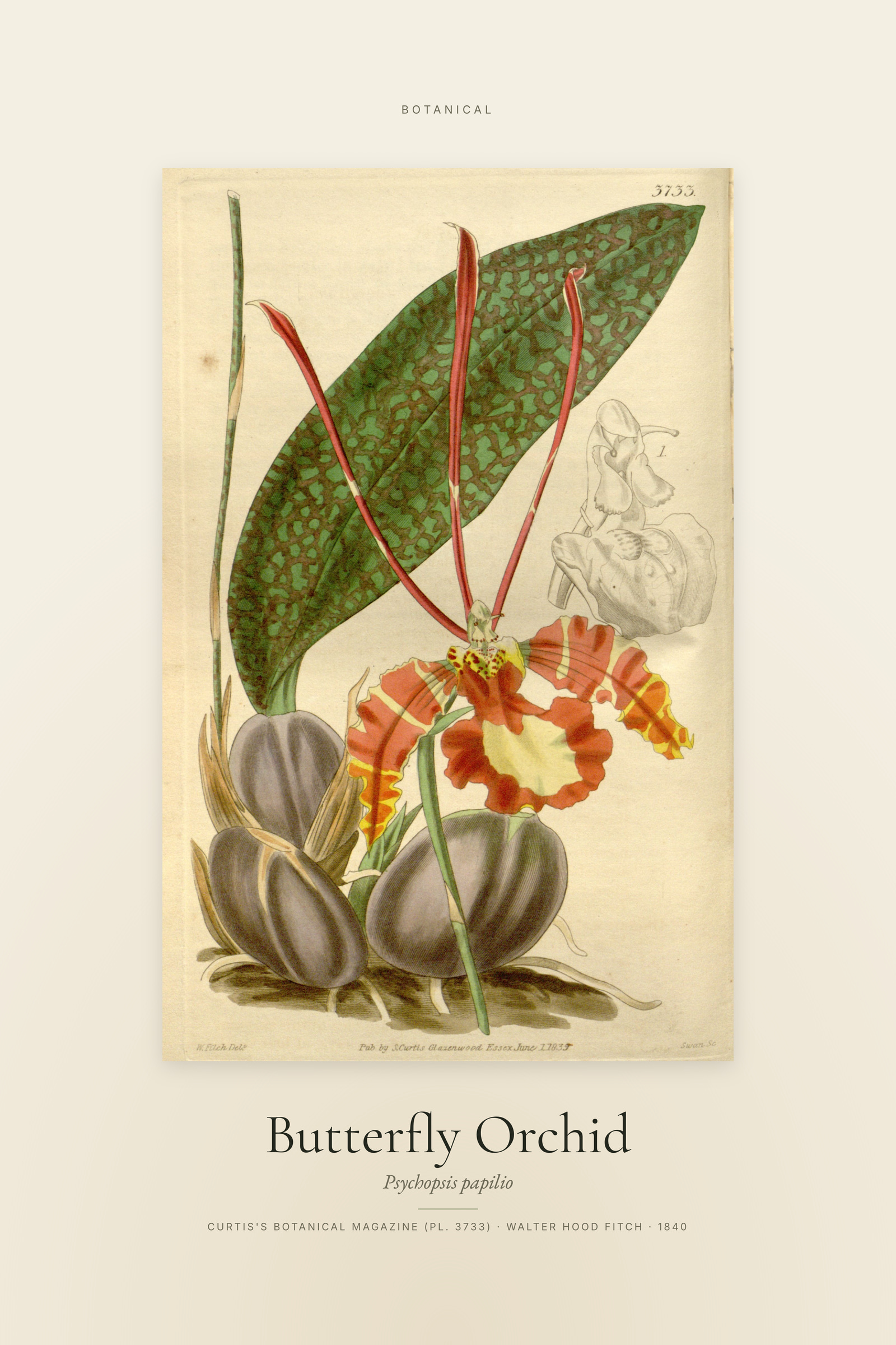 Butterfly Orchid — Specimen