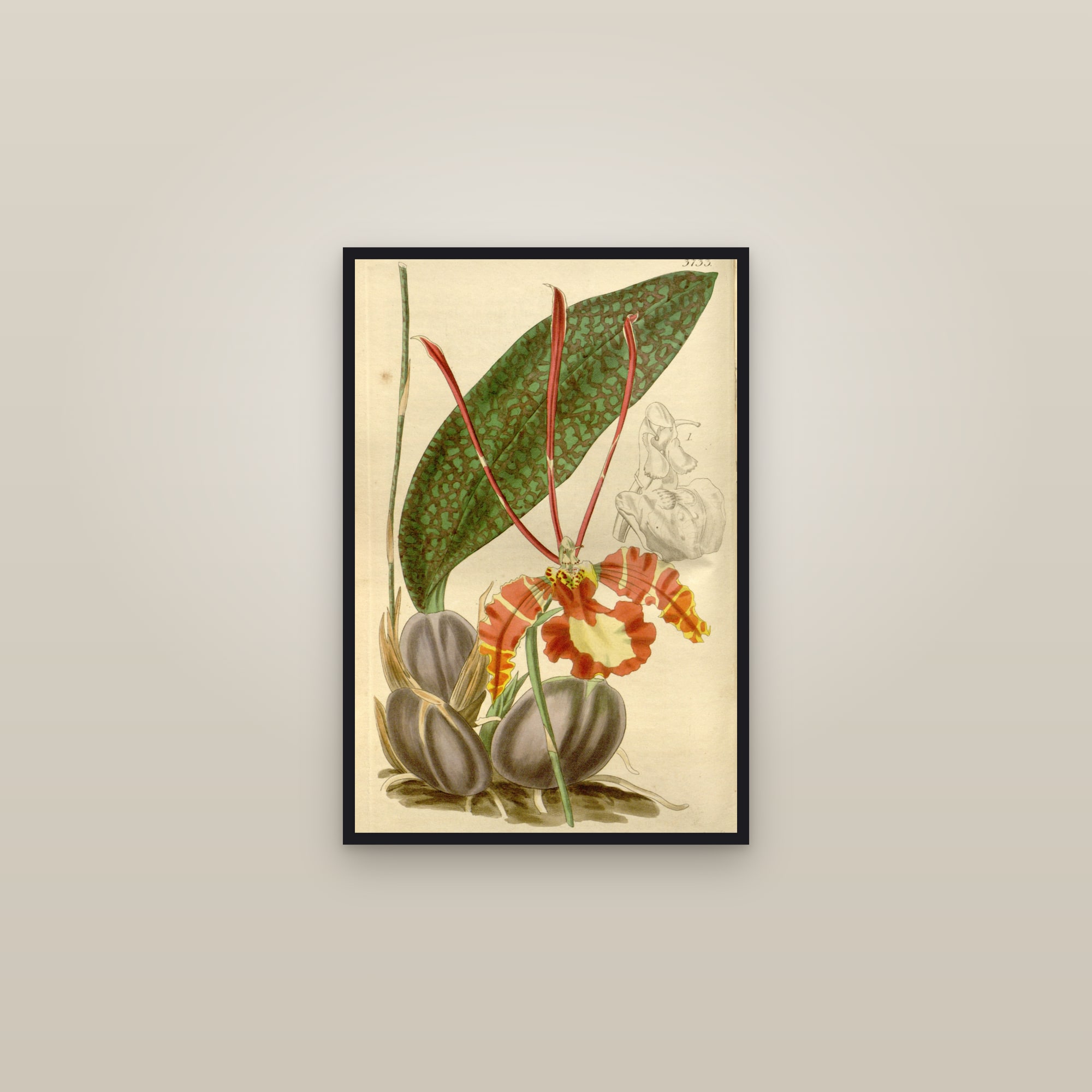 Butterfly Orchid — framed in a gallery setting