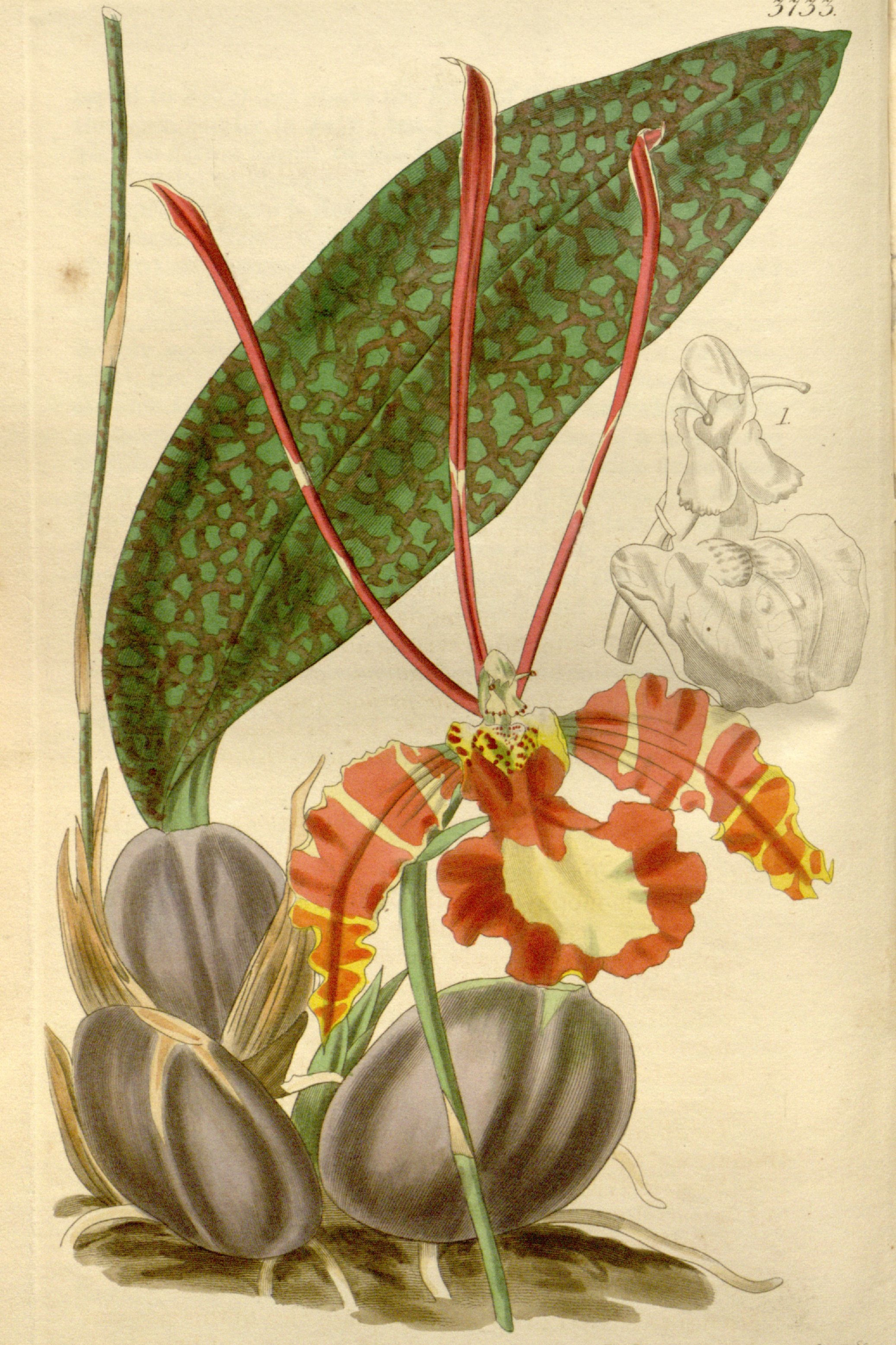Butterfly Orchid