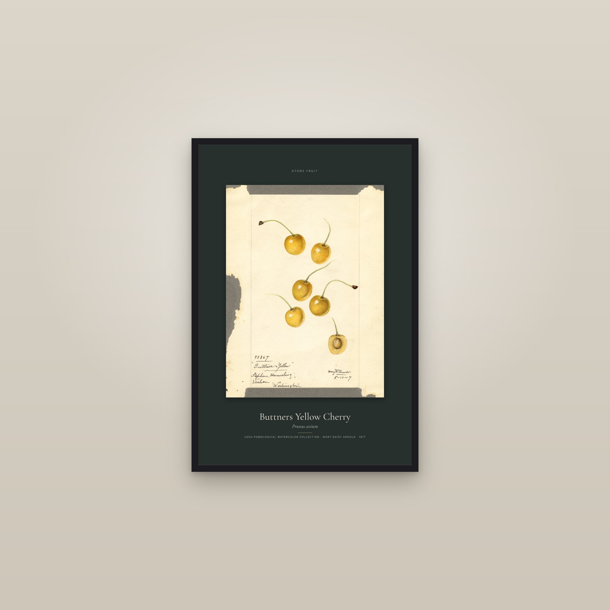 Buttners Yellow Cherry — Specimen — framed in a gallery setting