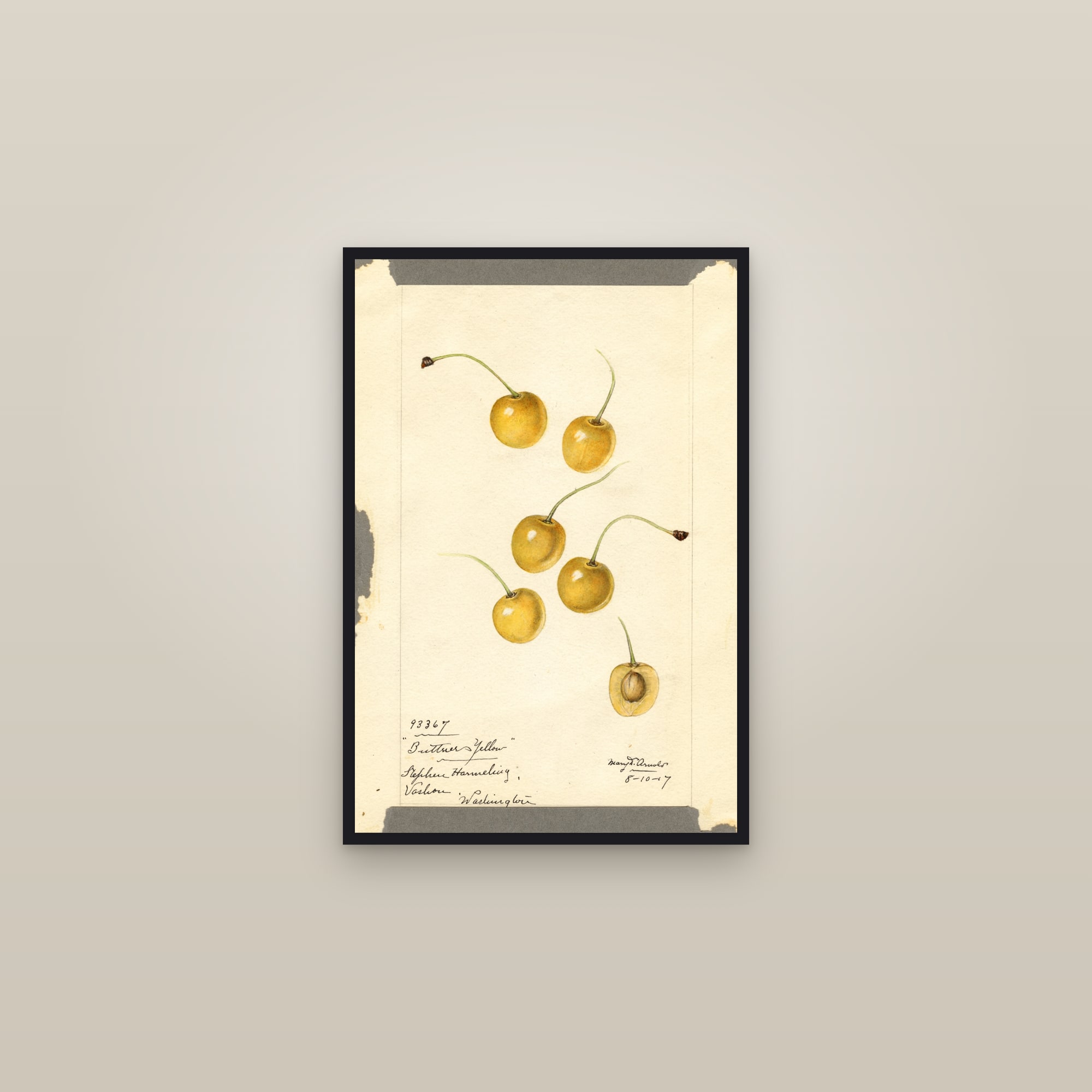 Buttners Yellow Cherry — framed in a gallery setting