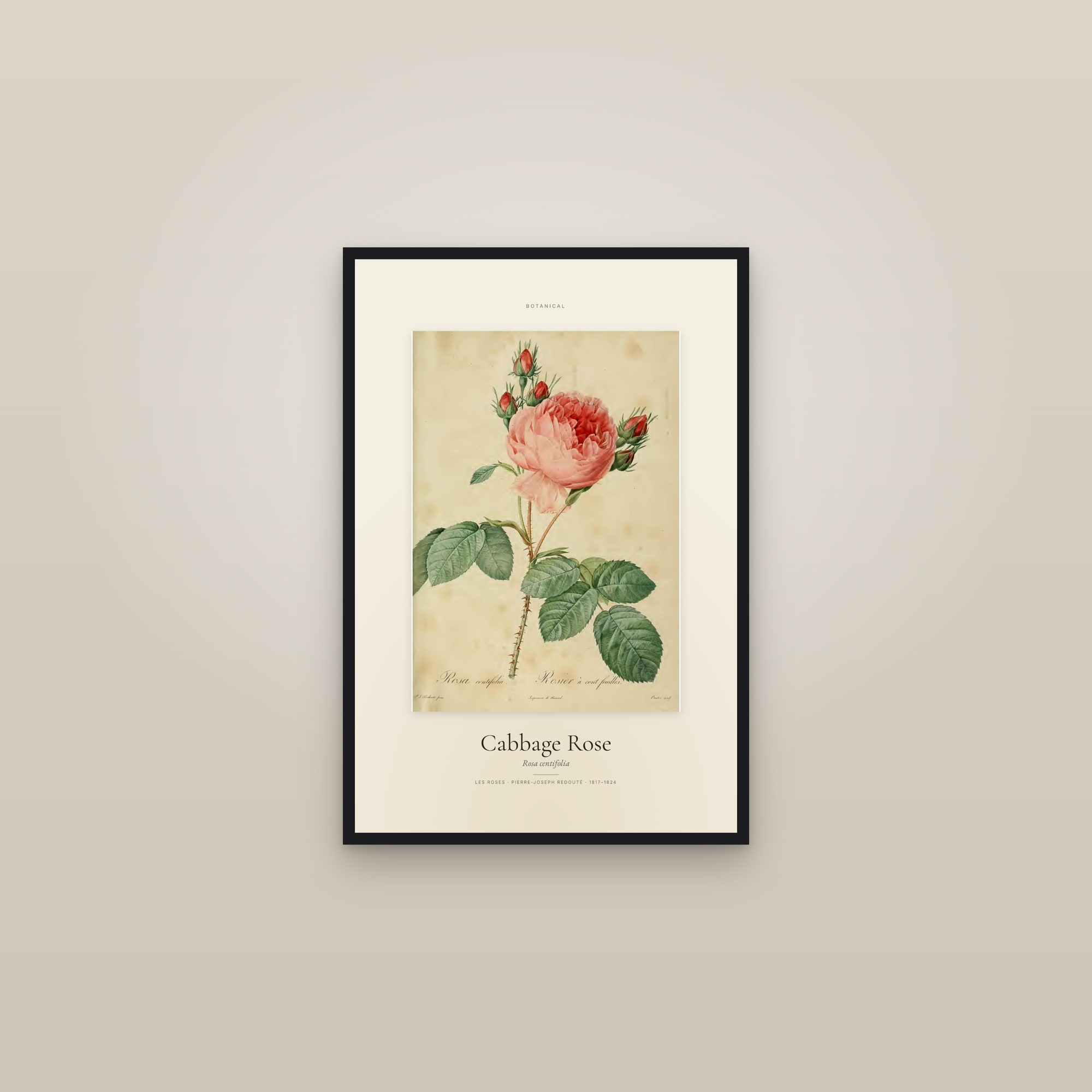 Cabbage Rose — Specimen — framed in a gallery setting