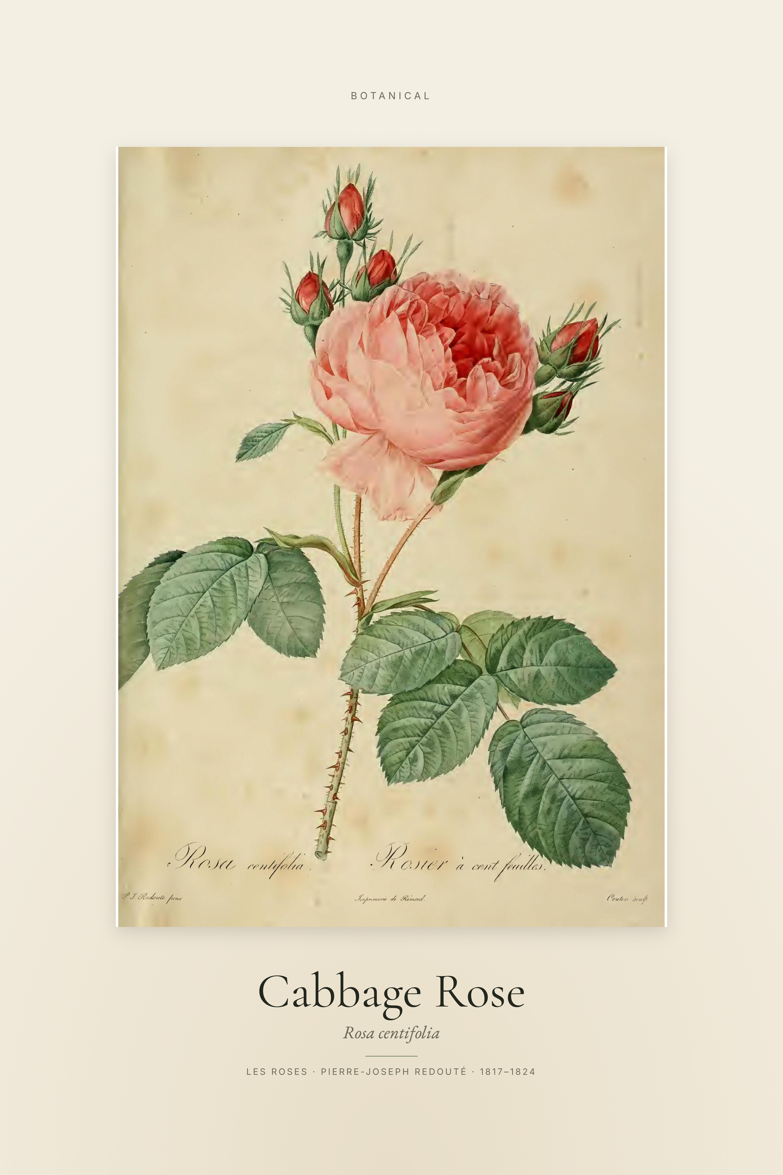 Cabbage Rose — Specimen