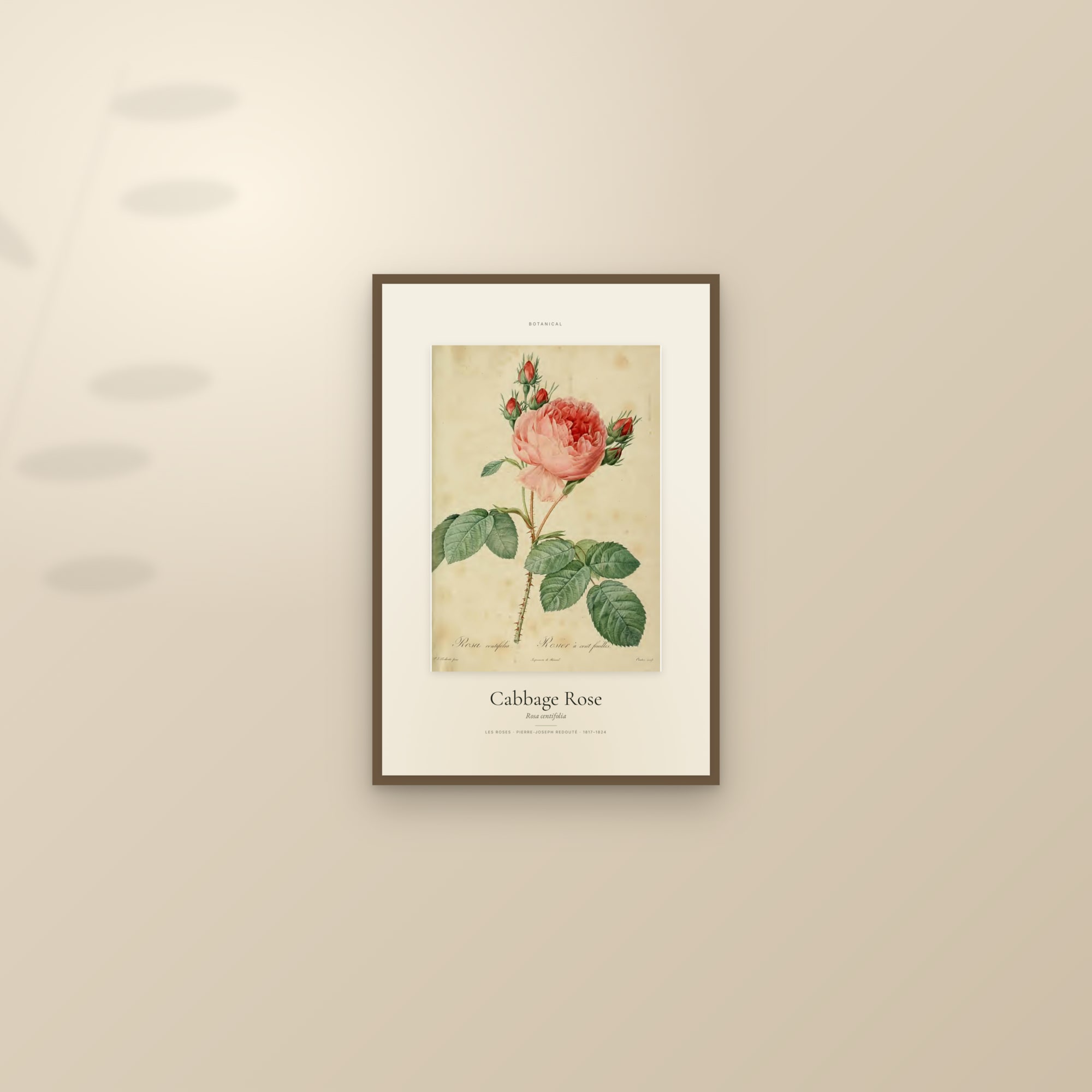 Cabbage Rose — Specimen — framed and styled on a sunlit wall
