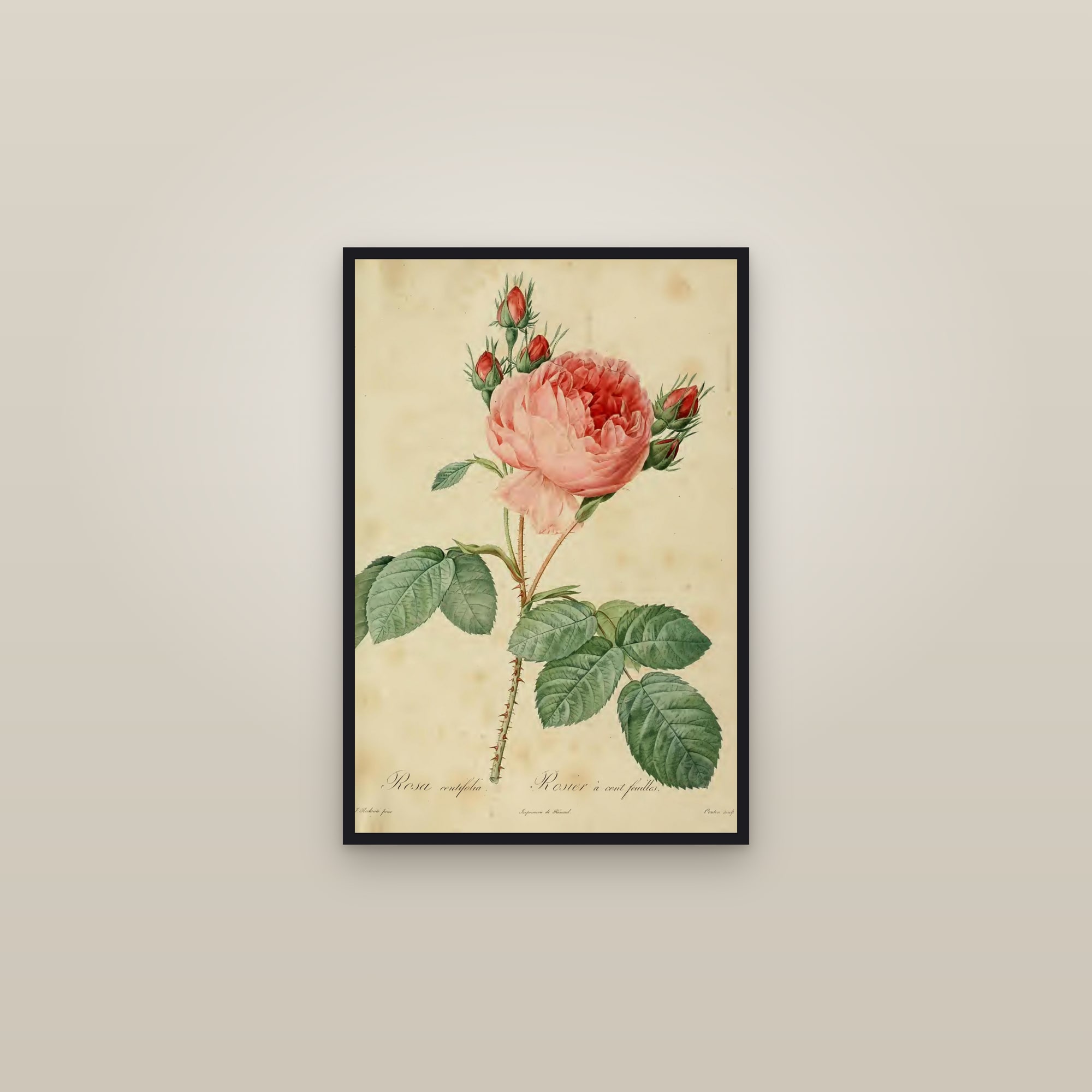 Cabbage Rose — framed in a gallery setting