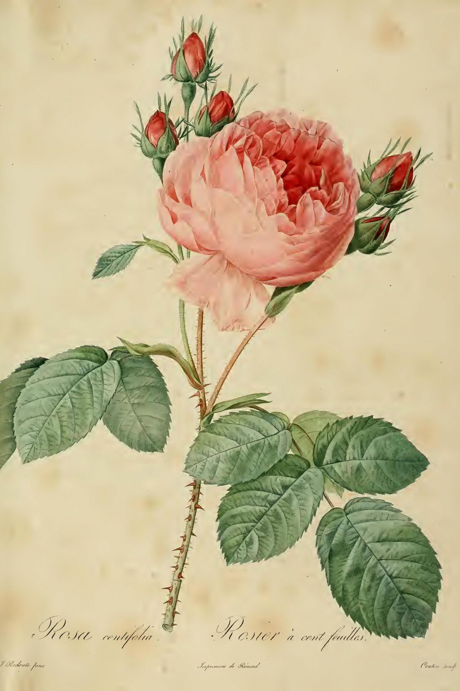 Cabbage Rose
