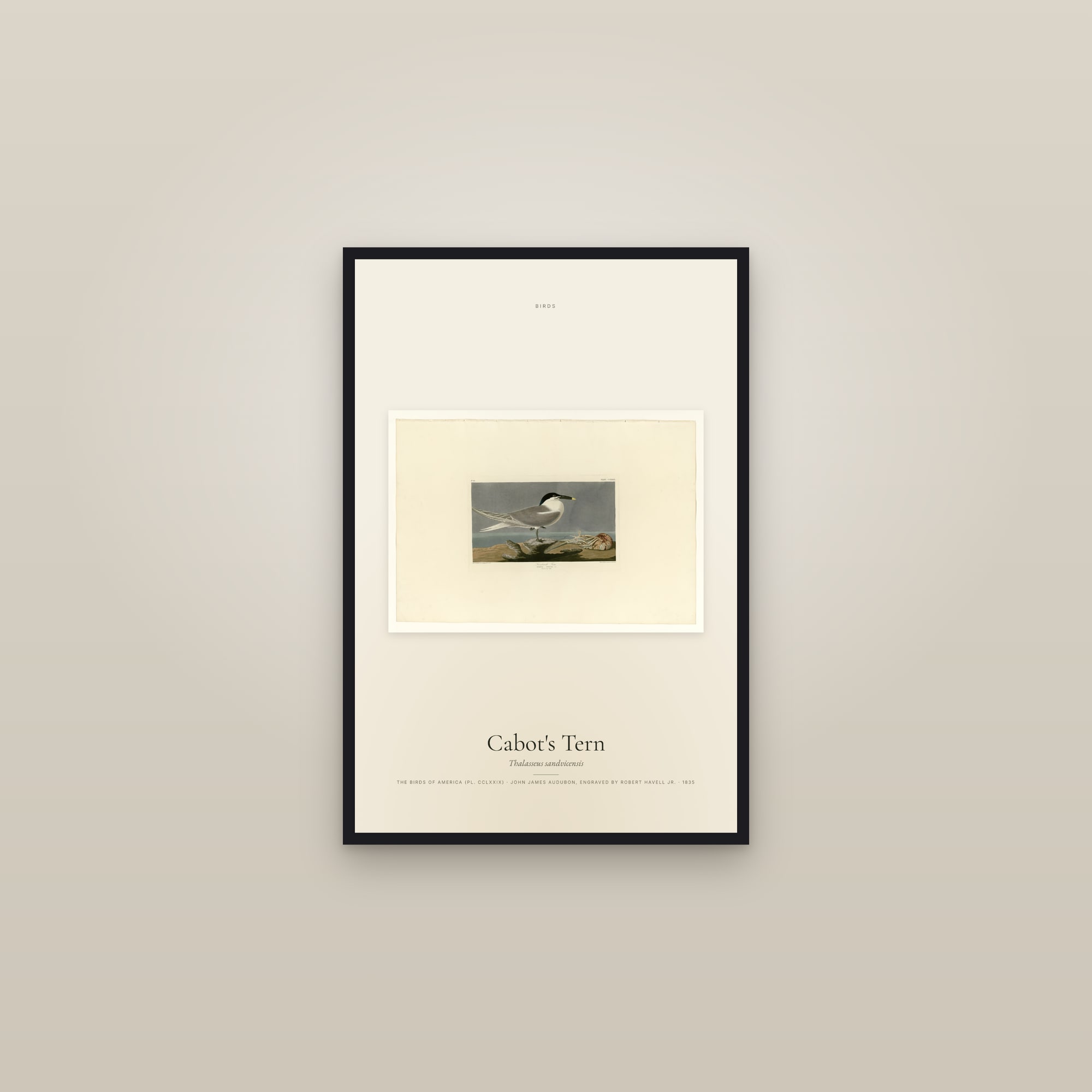Cabot's Tern — framed in a gallery setting