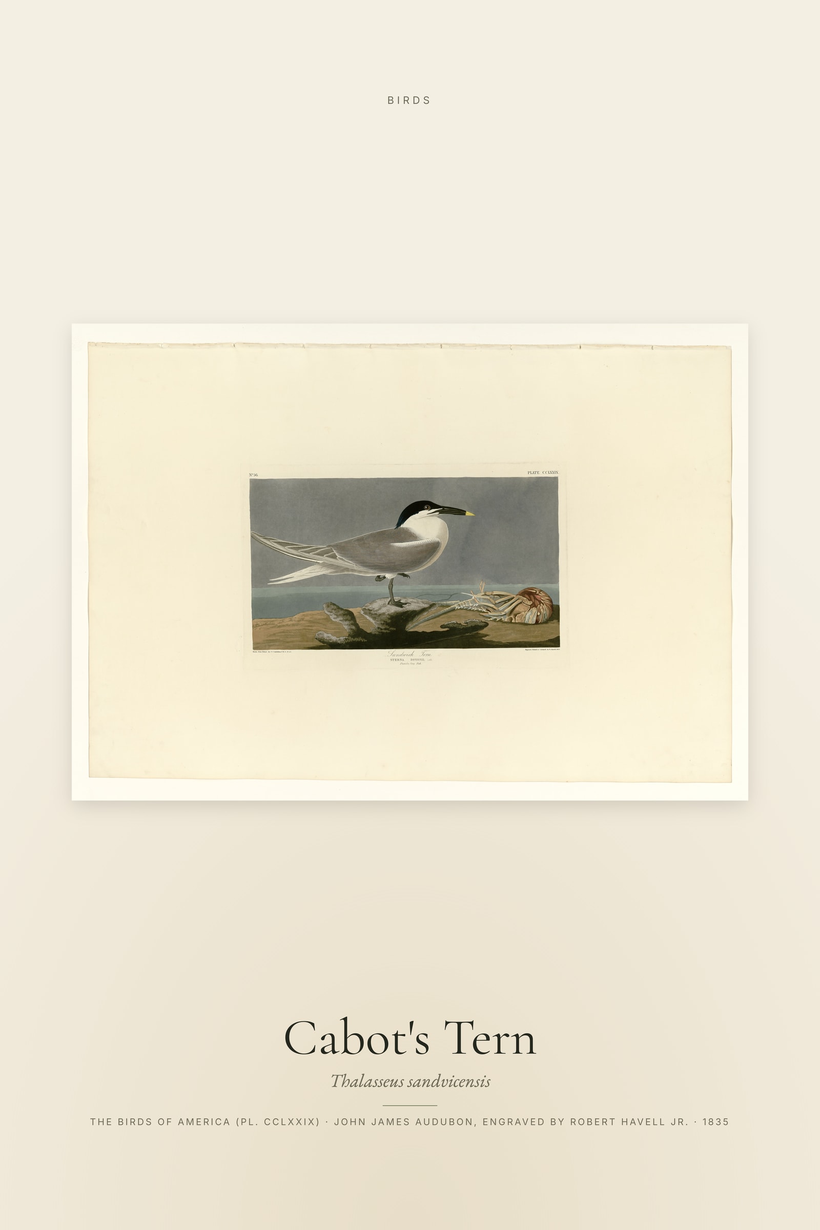 Cabot's Tern