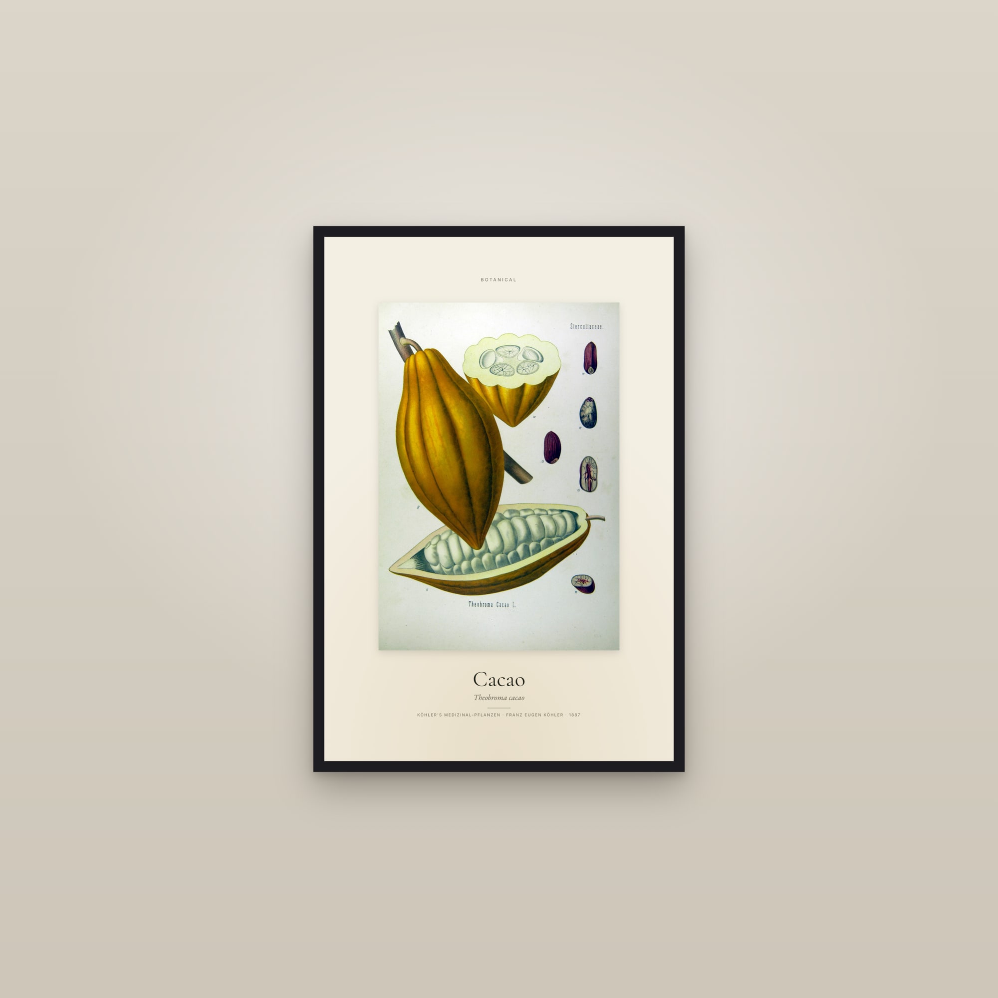 Cacao — Specimen — framed in a gallery setting