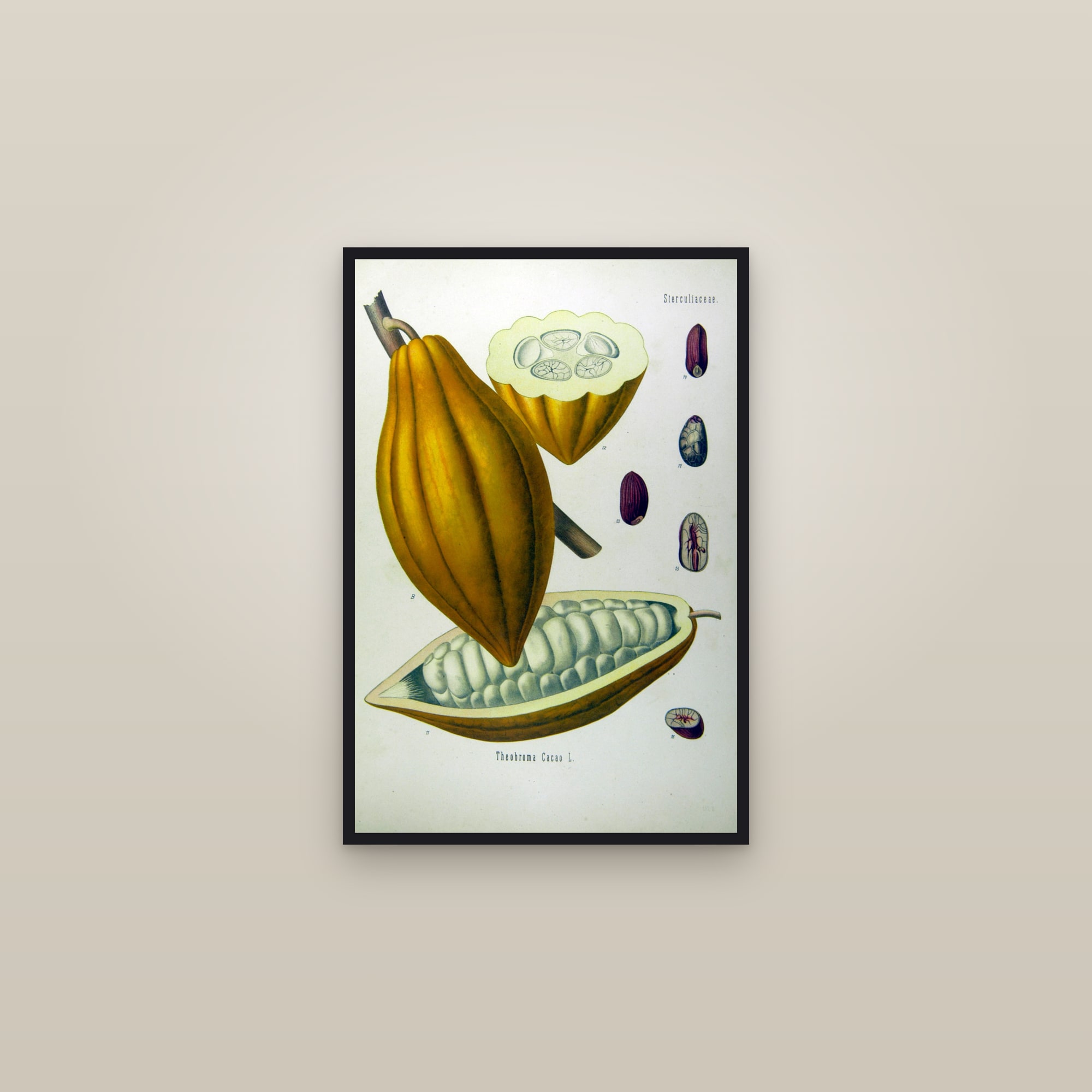 Cacao — framed in a gallery setting