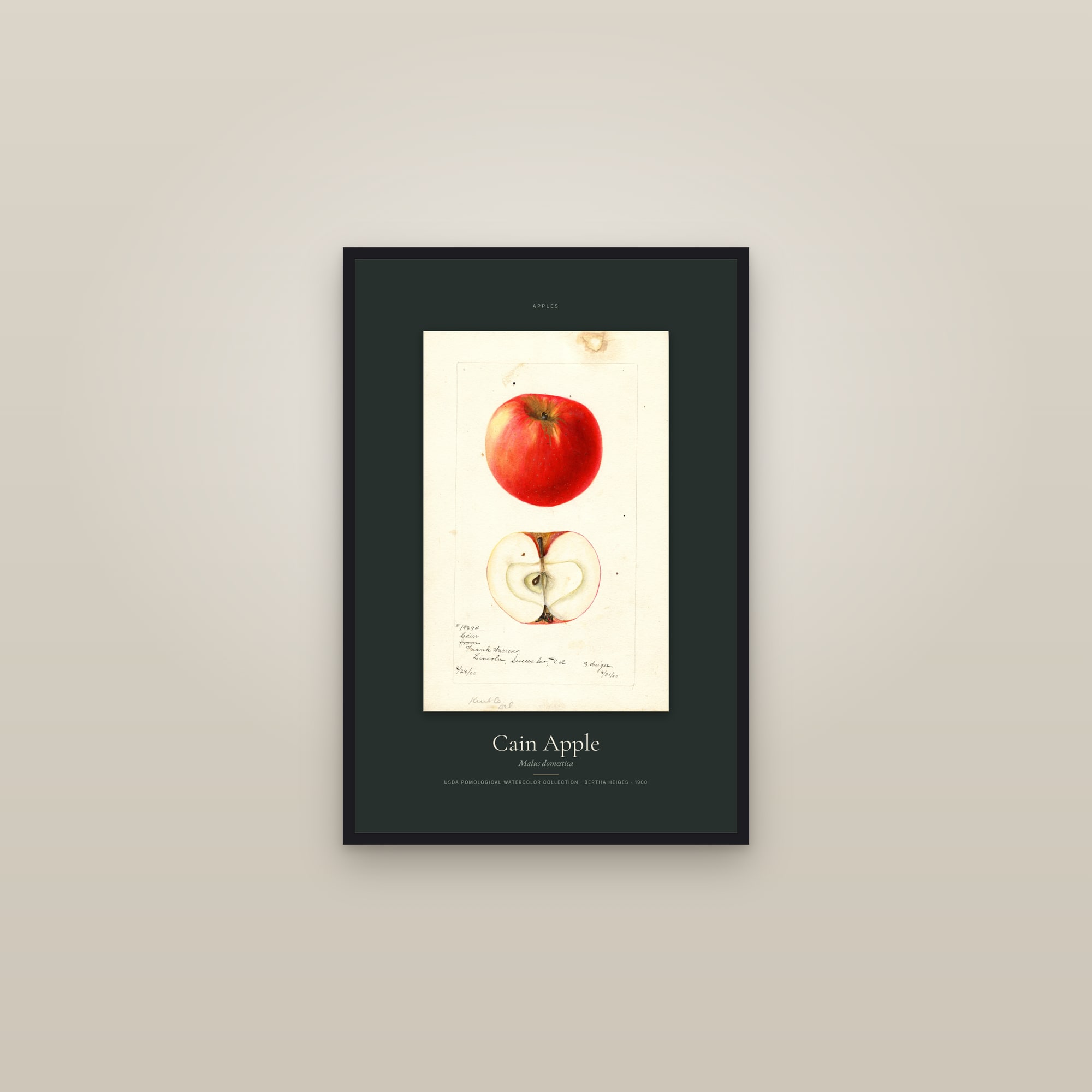 Cain Apple — Specimen — framed in a gallery setting